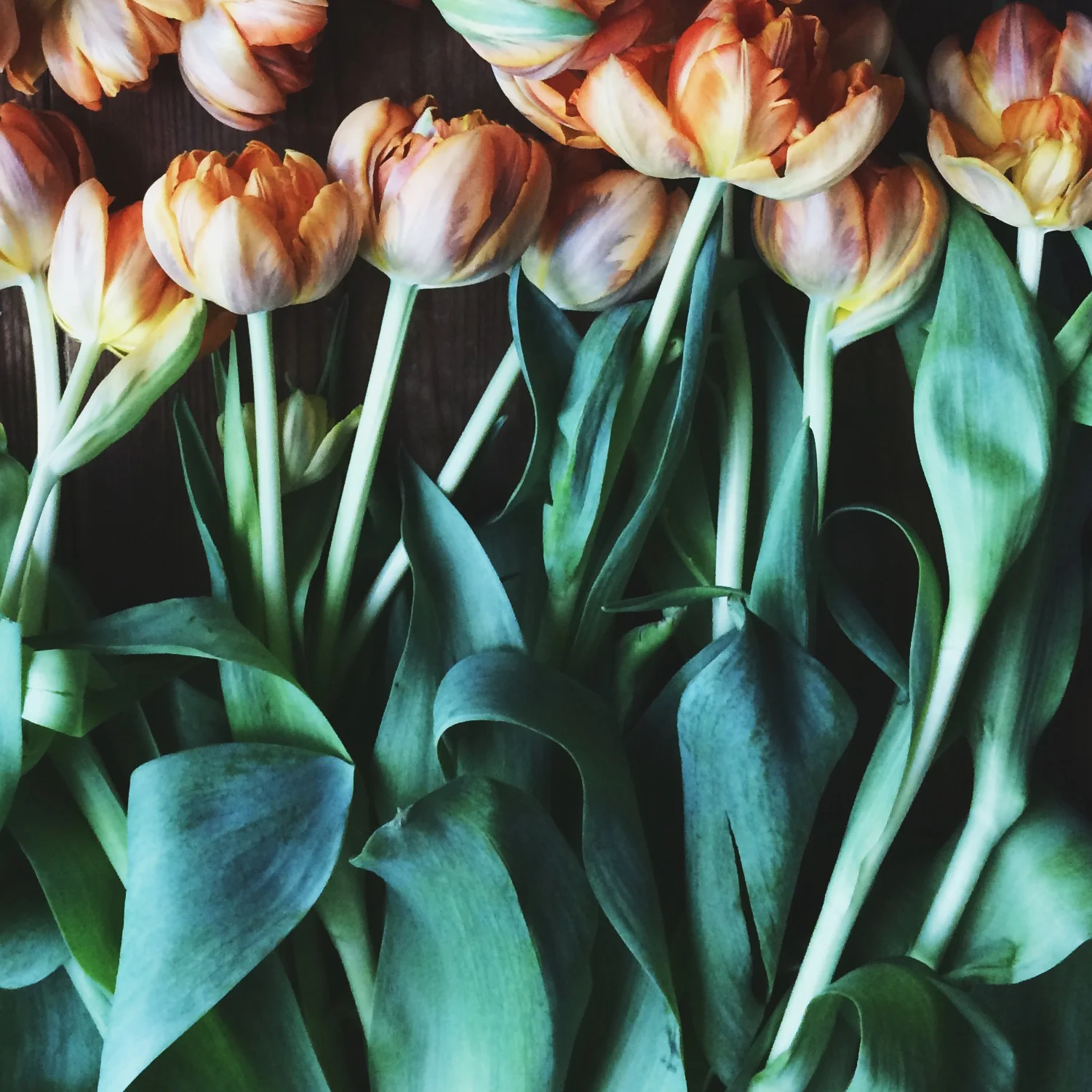 louiselj_vsco1.jpg