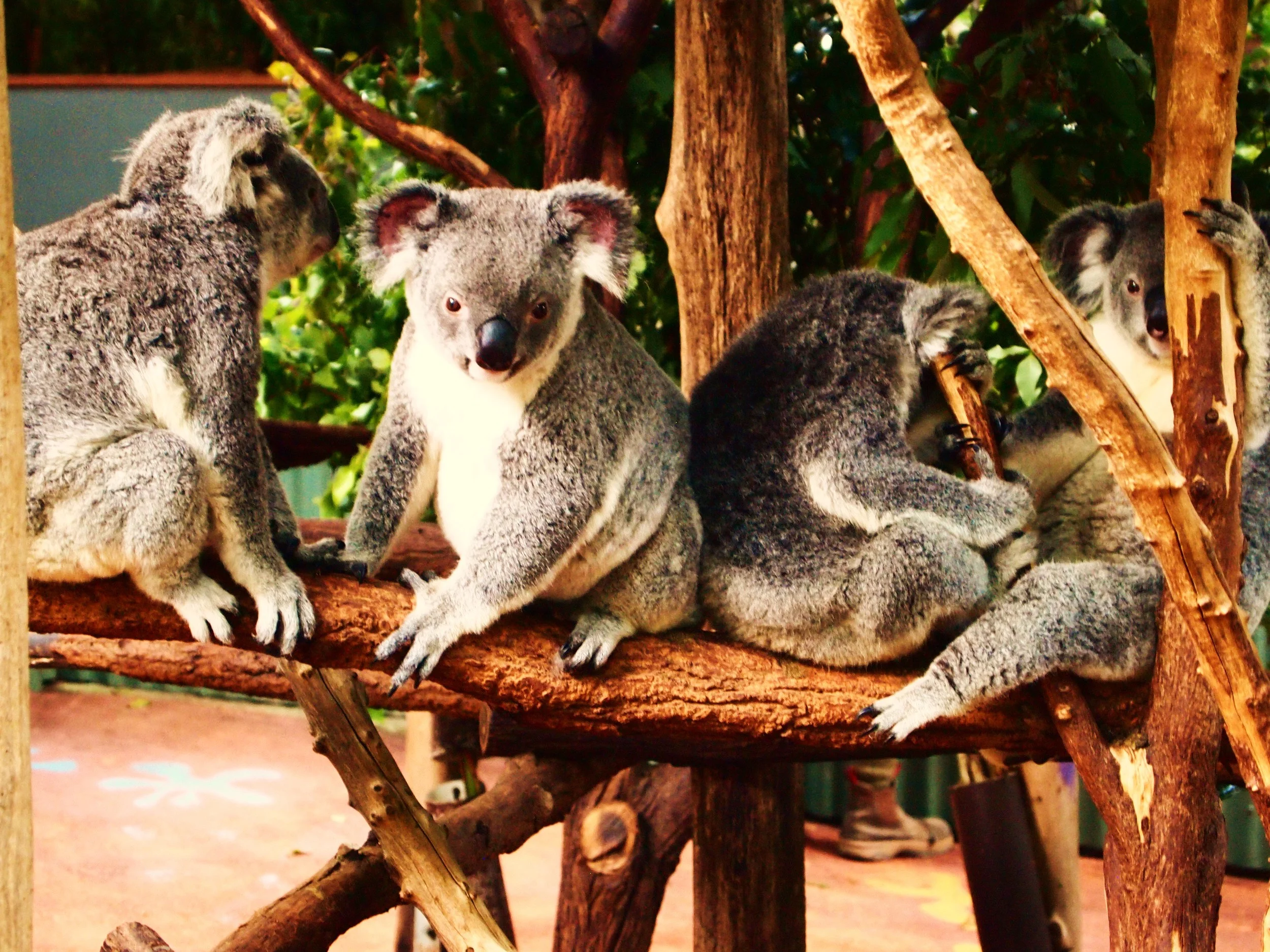 P1010951 - Copy - Copy.JPG