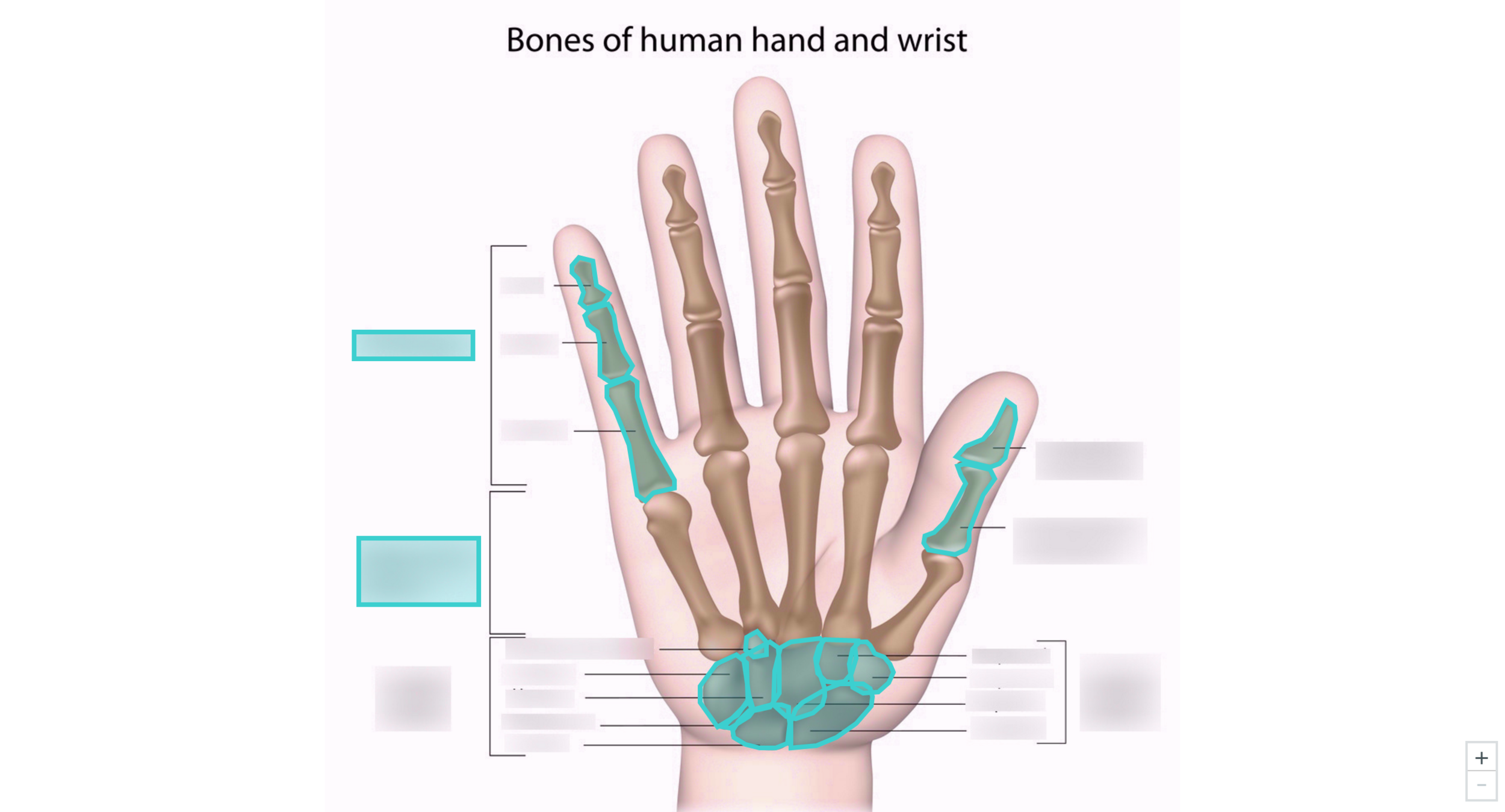 Hand and Wrist Bones