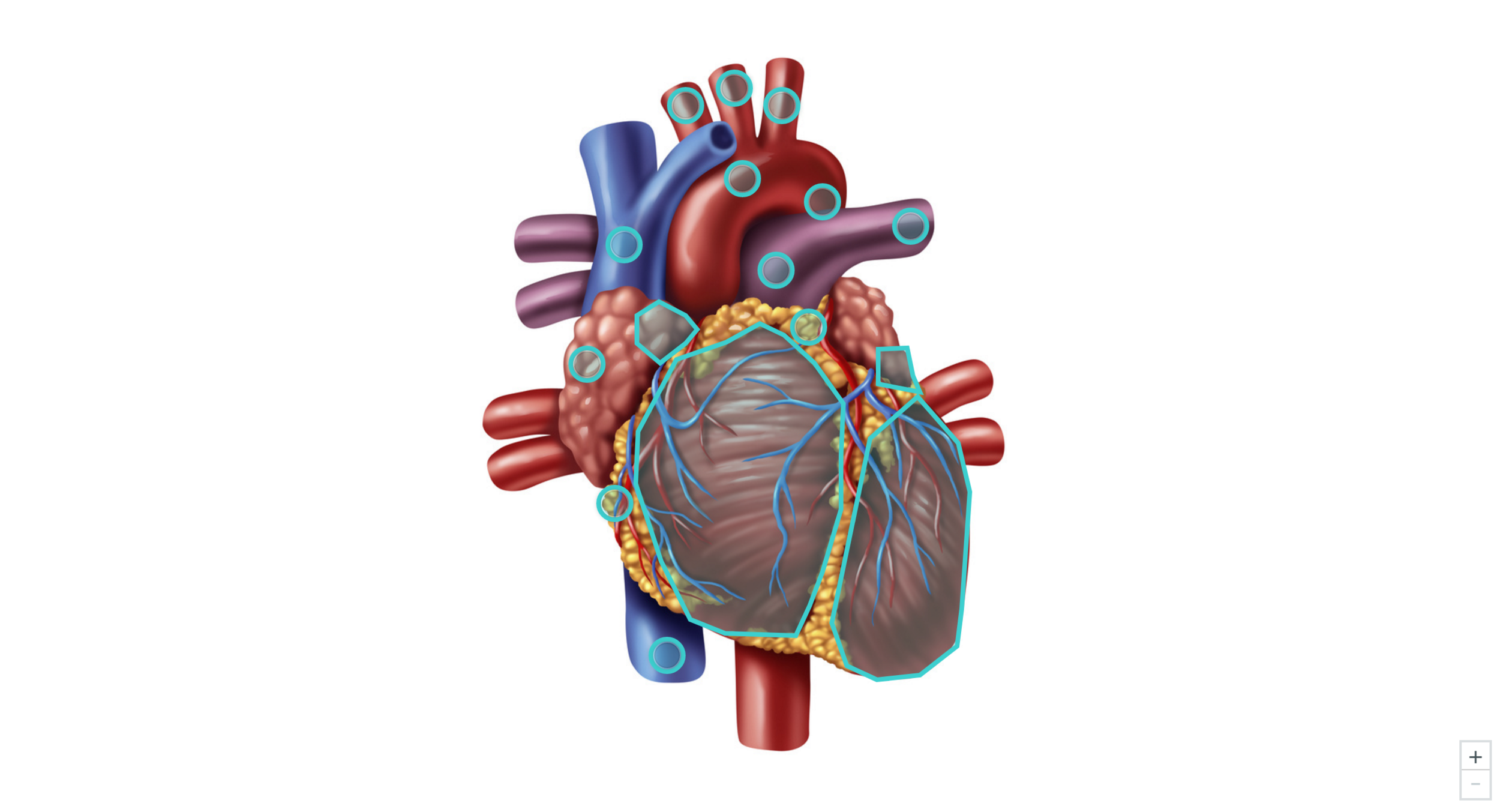 Anatomy of the Heart