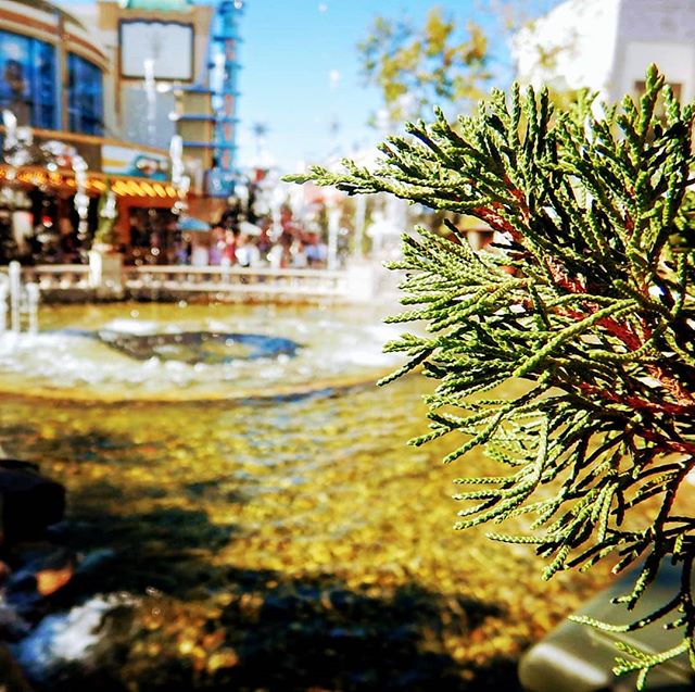 Another SoCal staple, the sprawling, Sunkist, intoxicating and bewildering outdoor mall!
.
 The most incredible people watching in the world and also particularly fun if you have lots of money in your pocket you don't want to keep and you want to buy