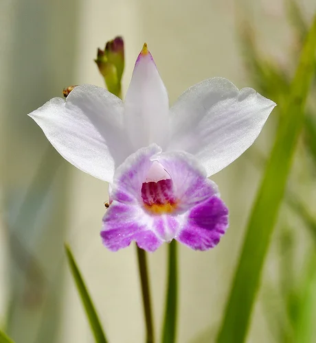 Arundina Bambusifolia