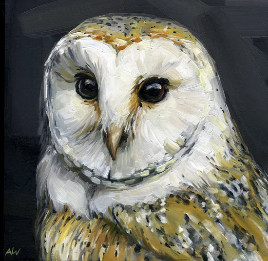 barn-owl.jpg