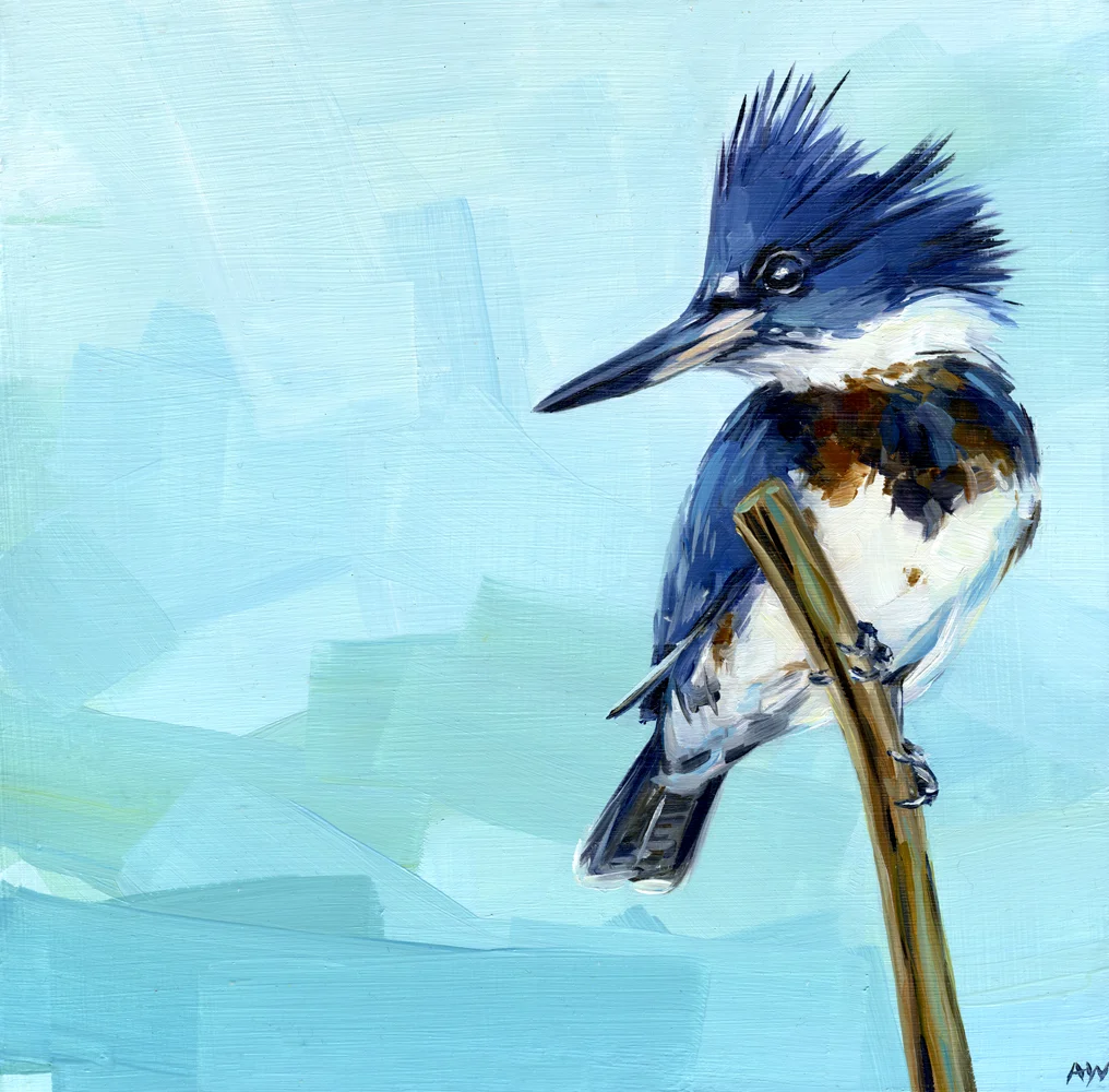 kingfisher.jpg