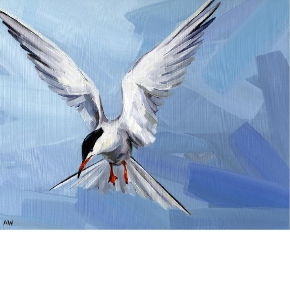flying-tern_sq.png