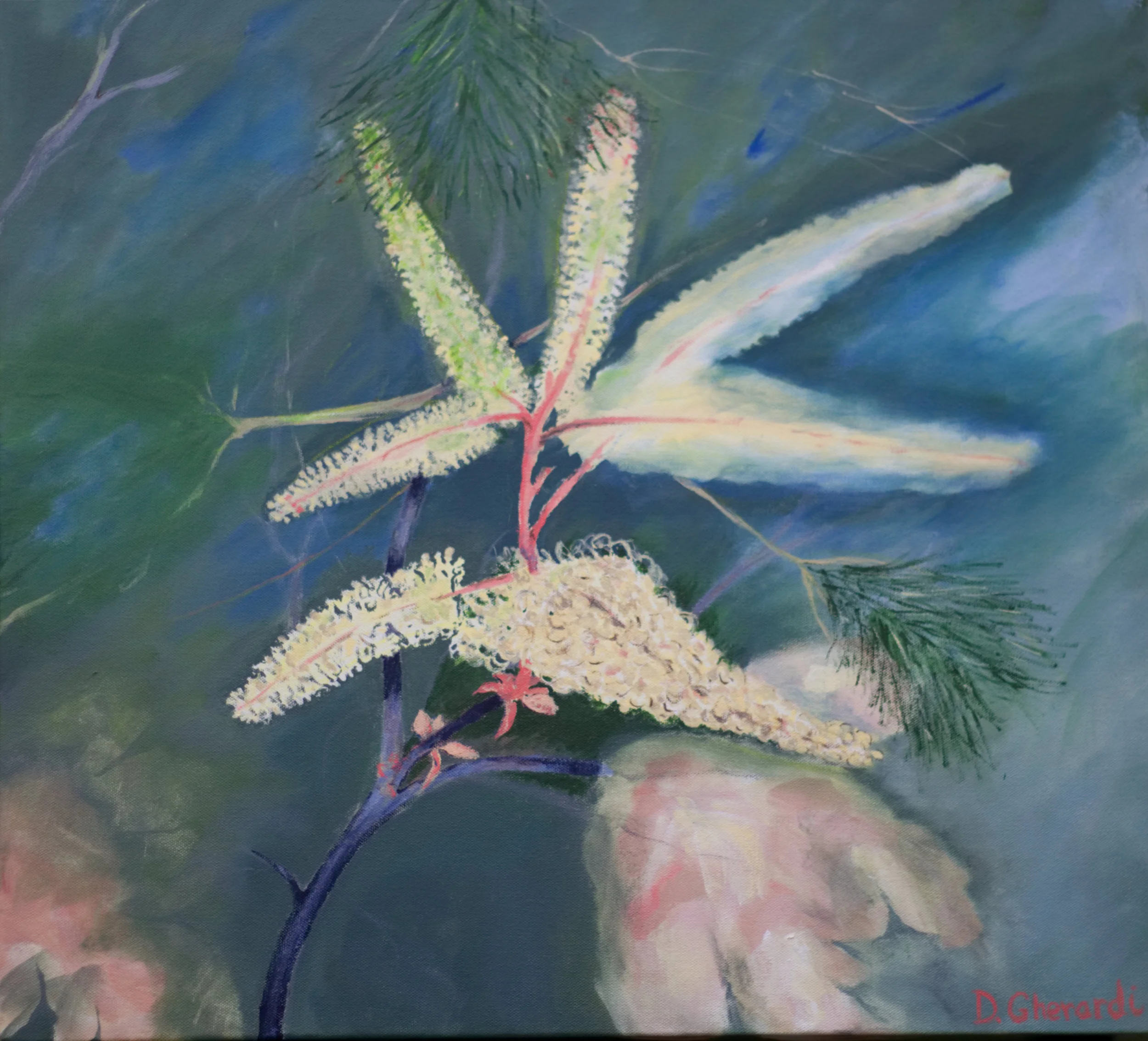 White Plume Grevillea $300
