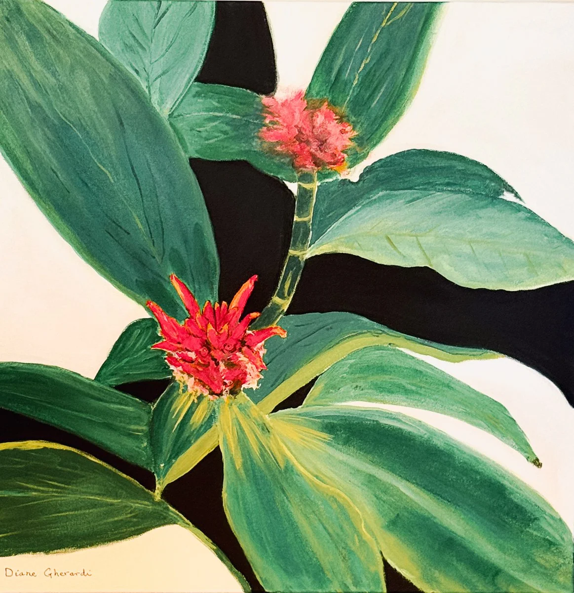 Red Ginger Plant, George Brown Botanic Gardens, Darwin NT (NFS)