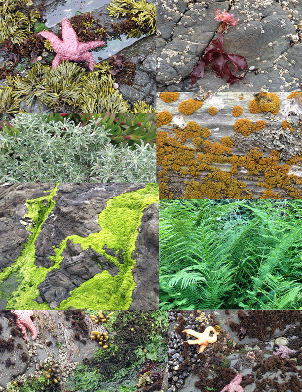Sea Ranch findings