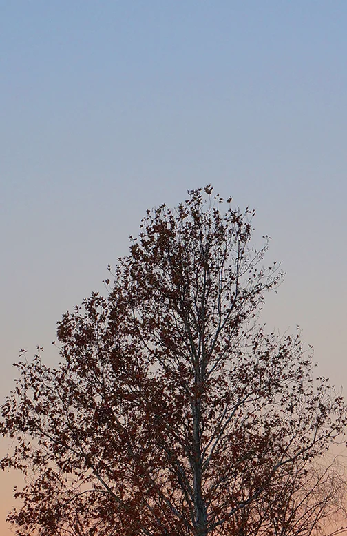TREE.jpg