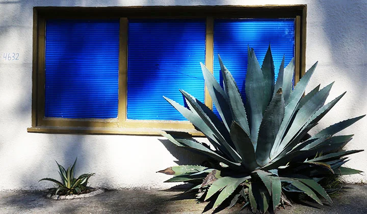 Blueagave.jpg