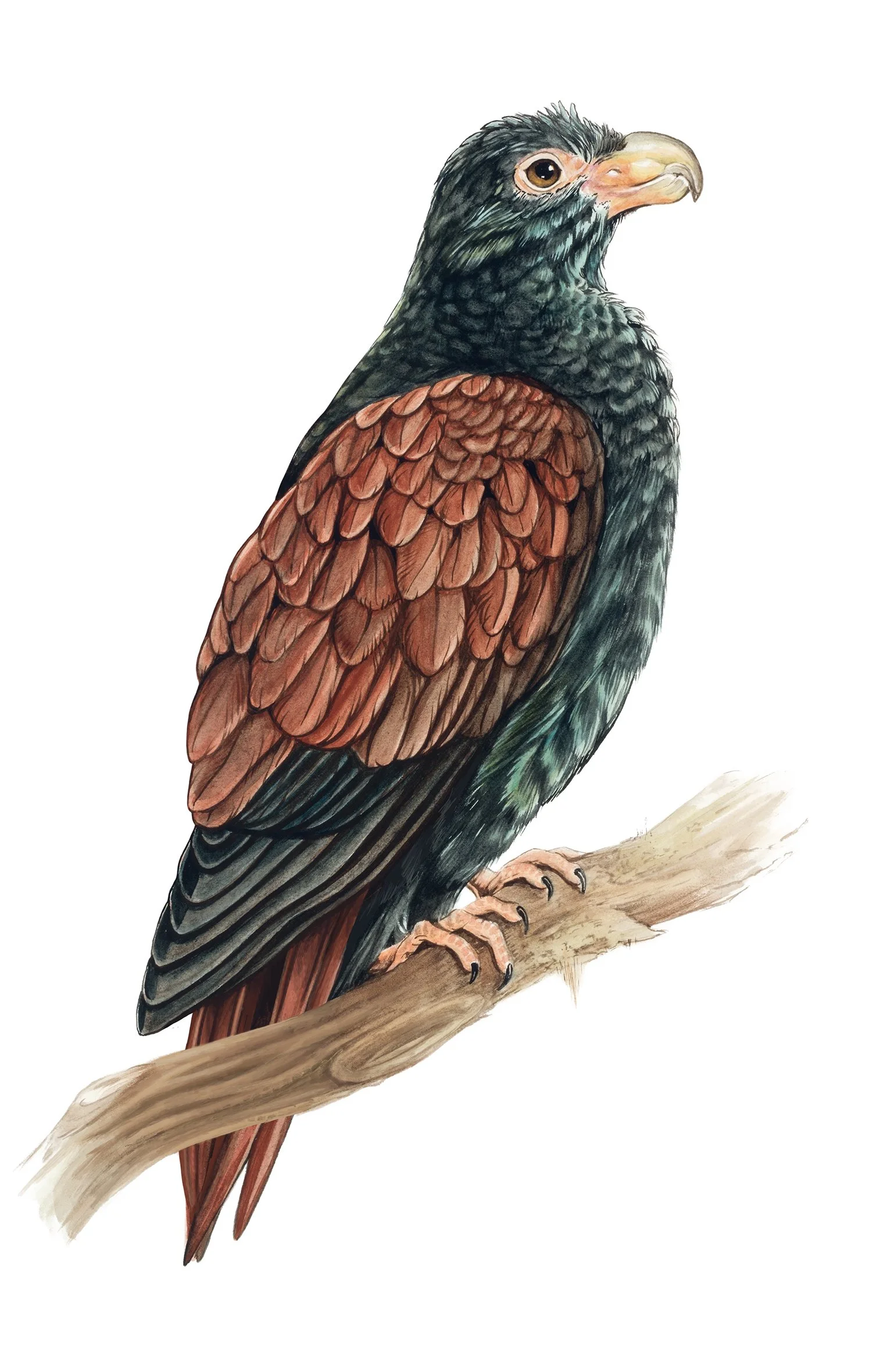 Manumea Erin Forsyth illustration web.jpg