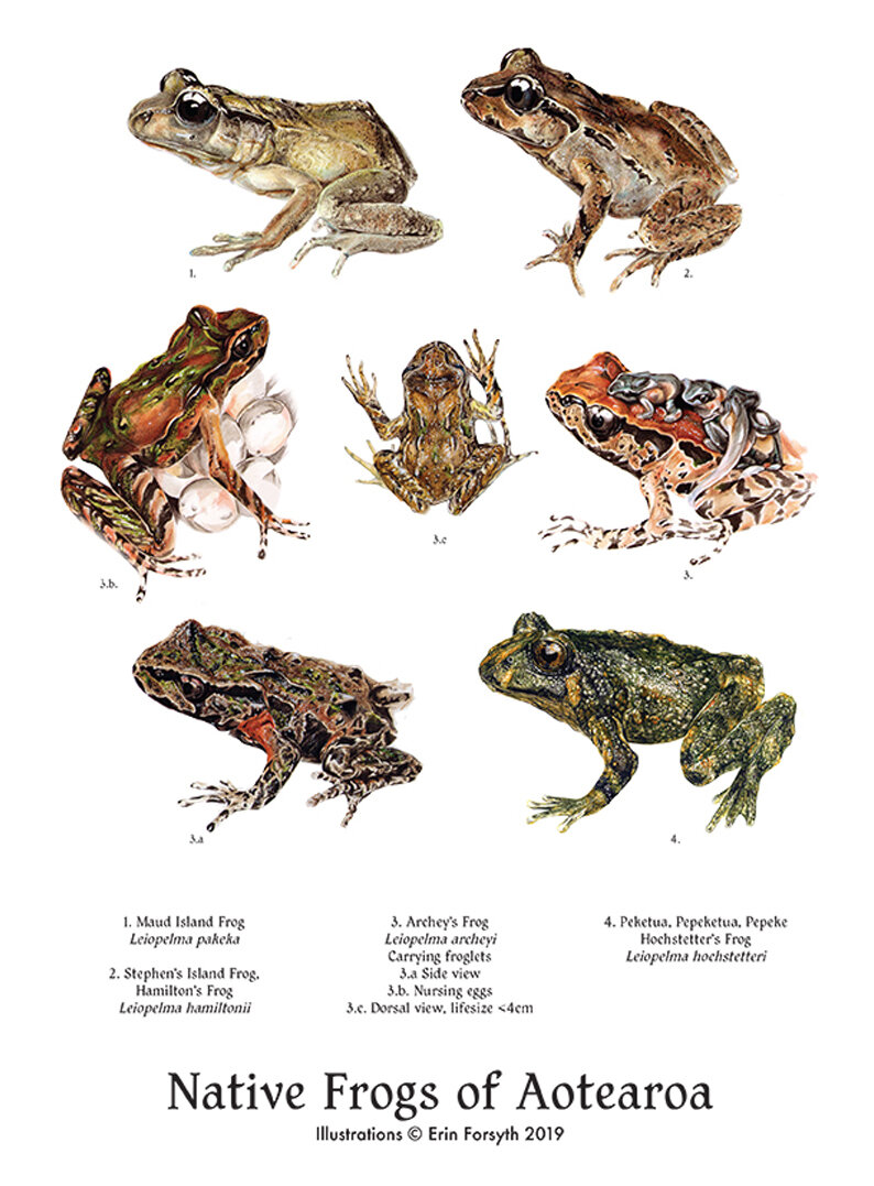 Native Frogs of Aotearoa 72dpi.jpg