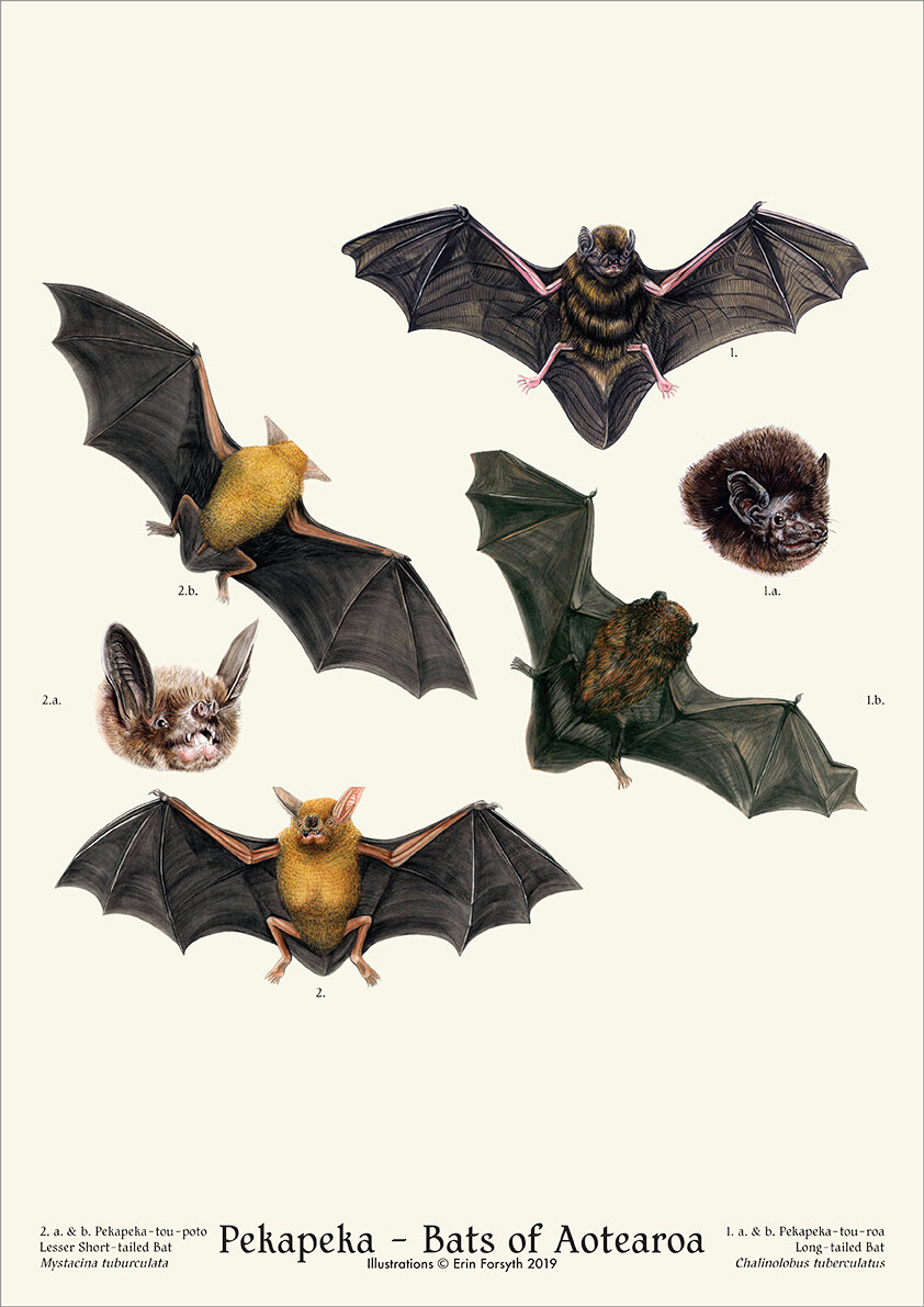 Bats of Aotearoa A3.jpg