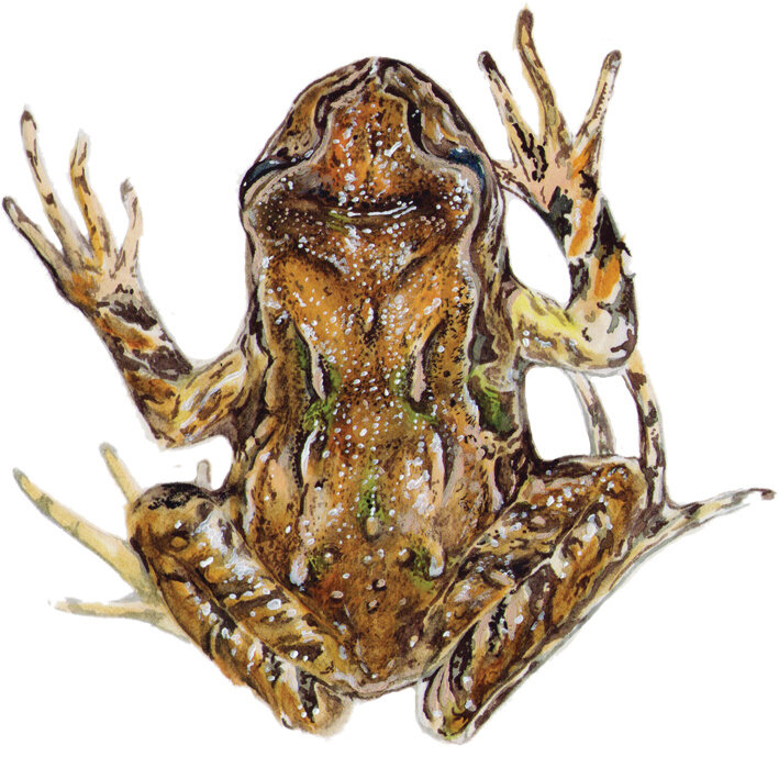 Archeys dorsal view actual size RGB.jpg
