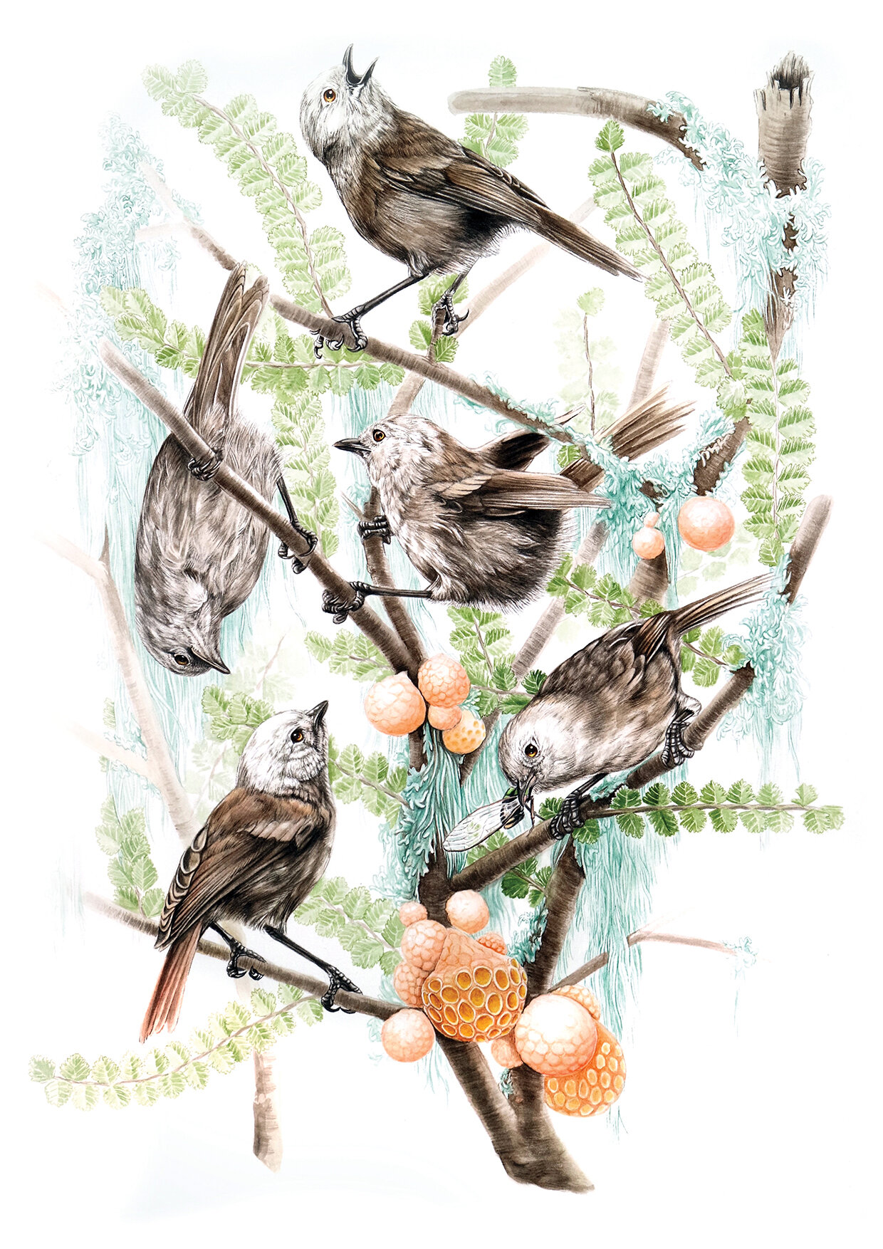 Messengers, pōpokatea, whitehead, Mohoua albicilla Erin Forsyth.com small.jpg