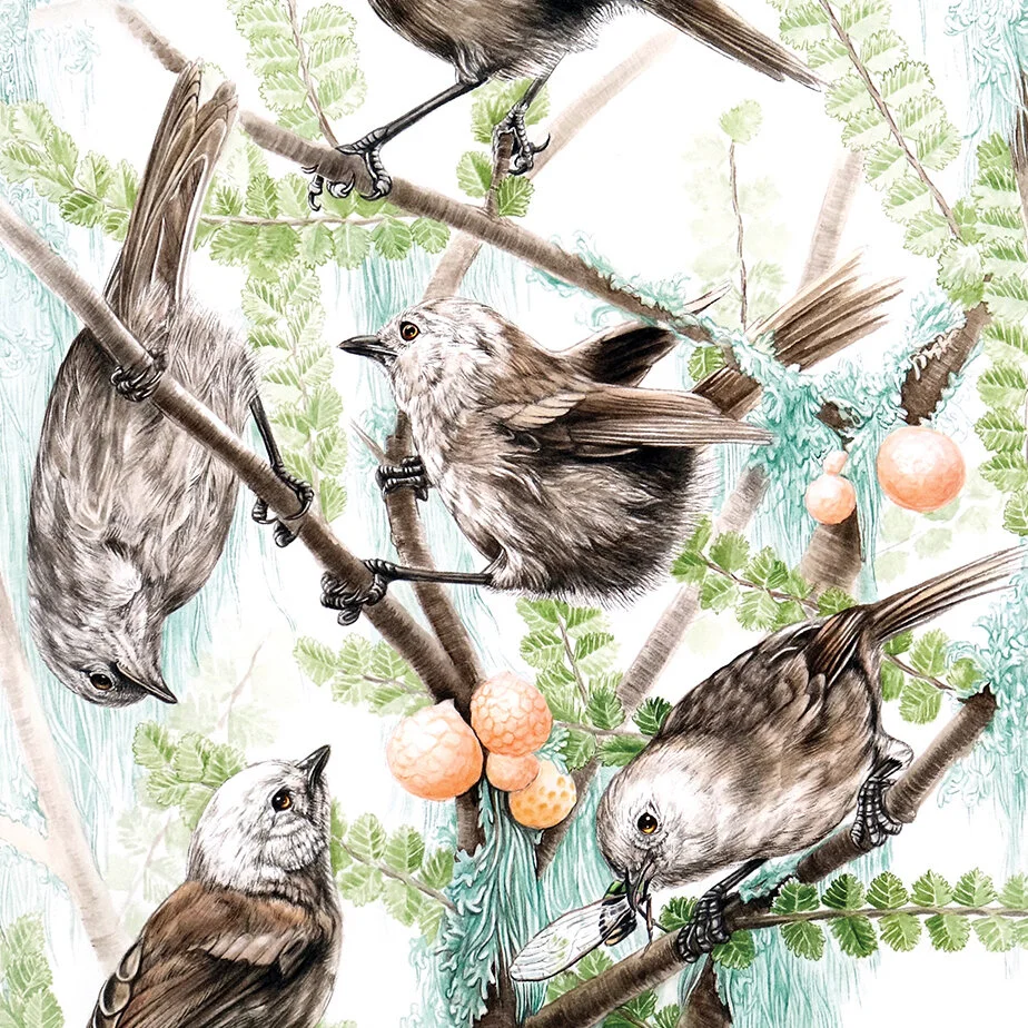 Messengers, pōpokatea, whitehead, Mohoua albicilla Erin Forsyth square.jpg