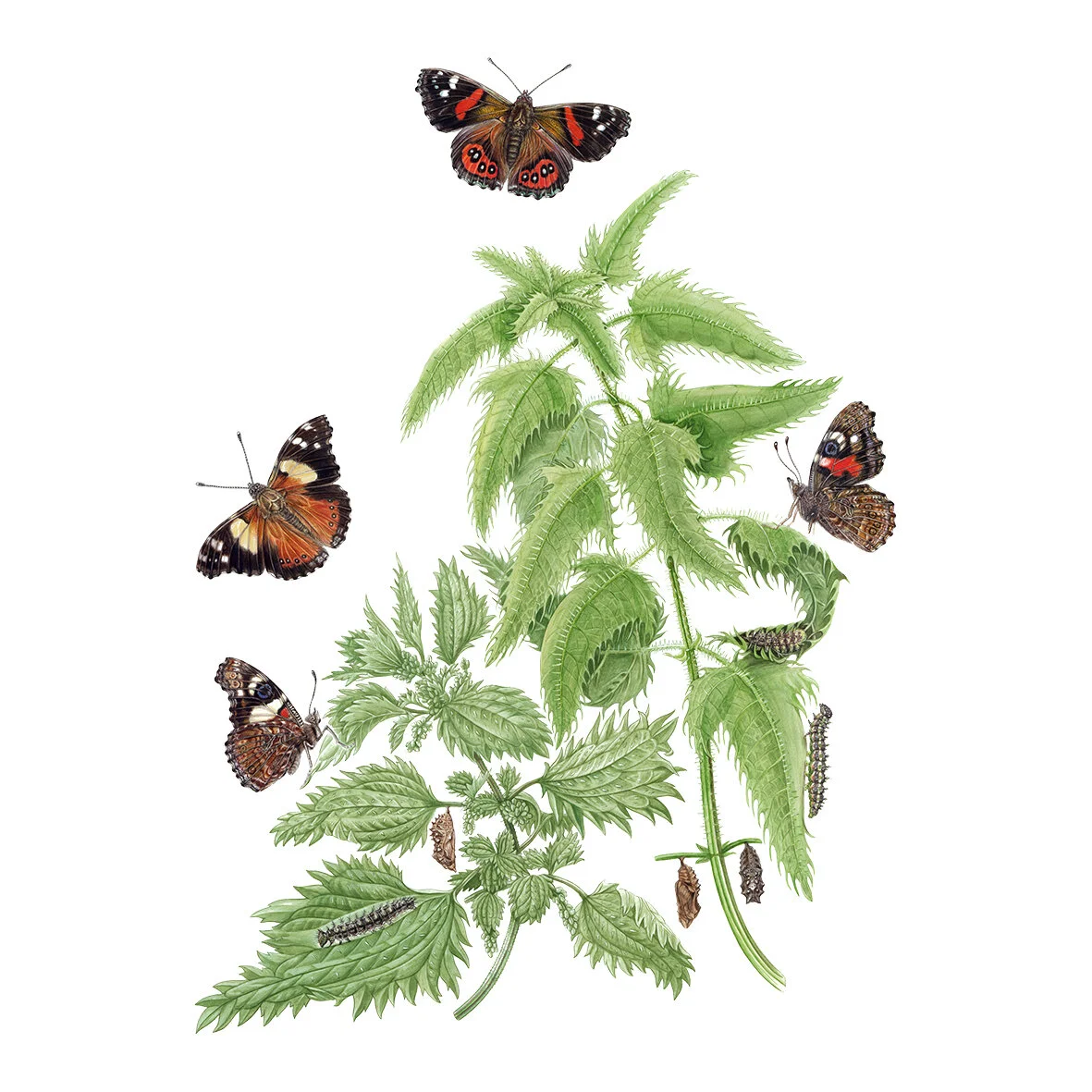 Kahukowhai and Kahukura Red and Yellow admiral Vanessa itea and gonerilla TAUHOU Erin Forsyth square.jpg