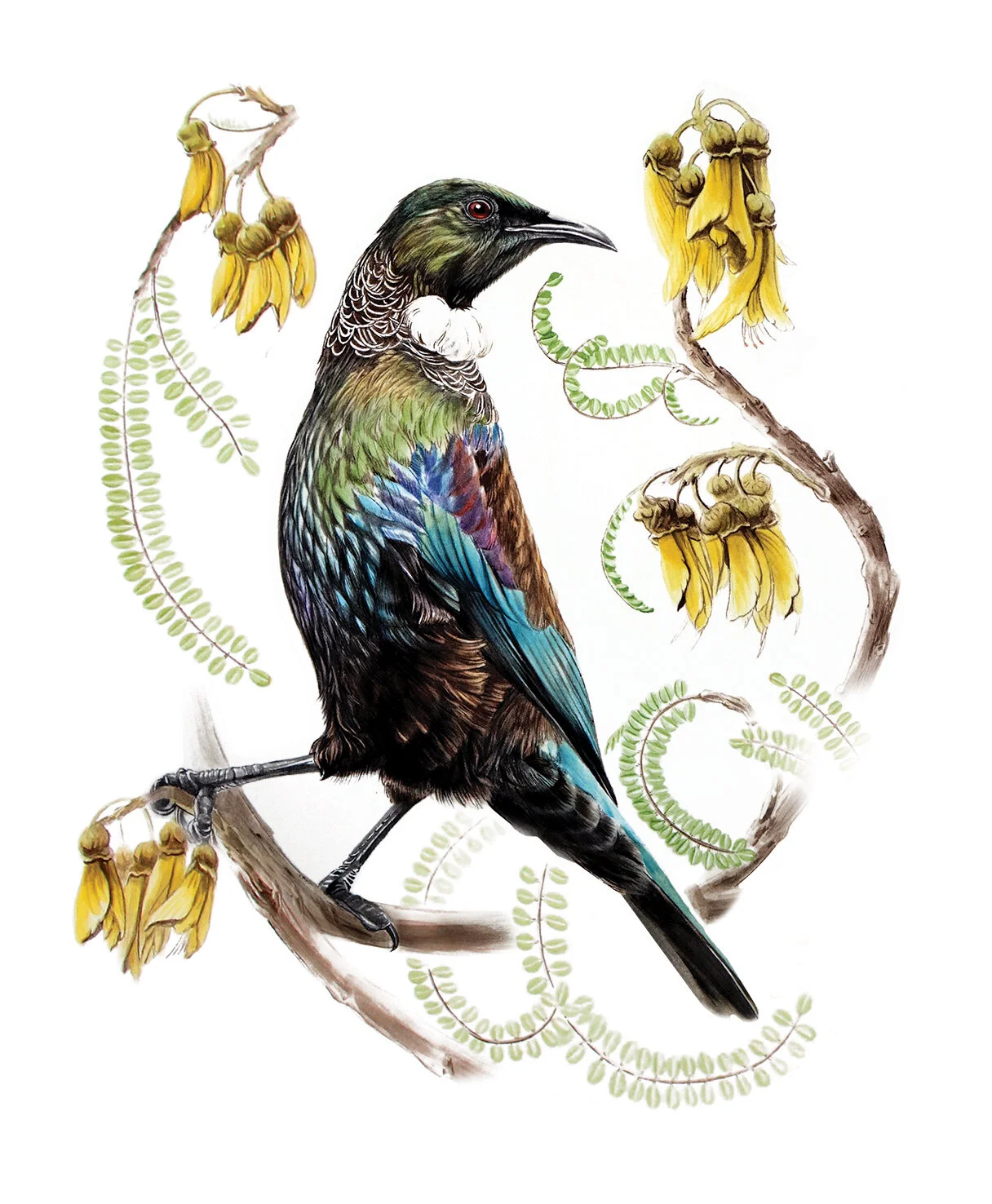 Tui  Prosthemadera novaeseelandiae TAUHOU Erin Forsyth 2 small.jpg