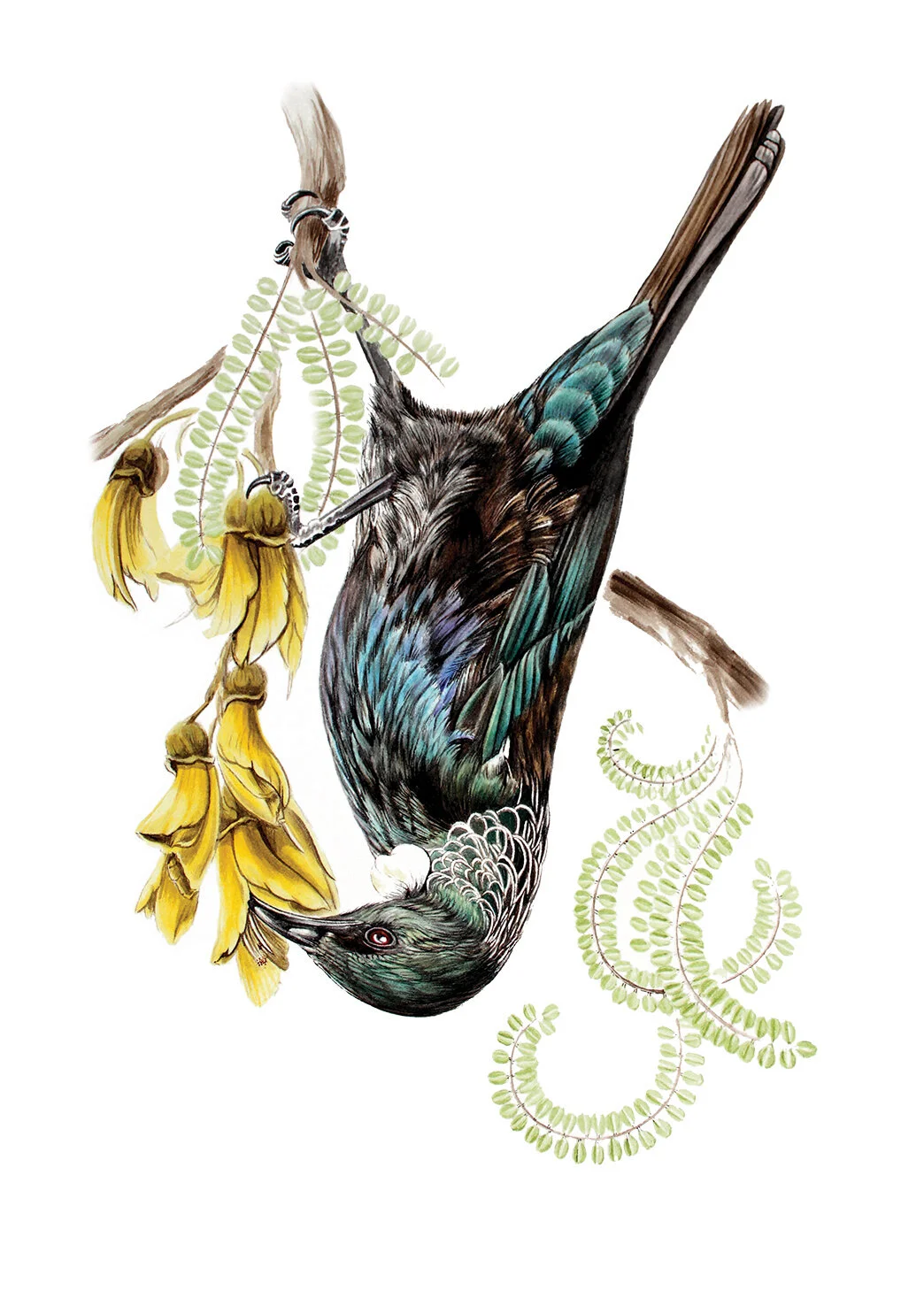 Tui Prosthemadera novaeseelandiae TAUHOU Erin Forsyth small.jpg