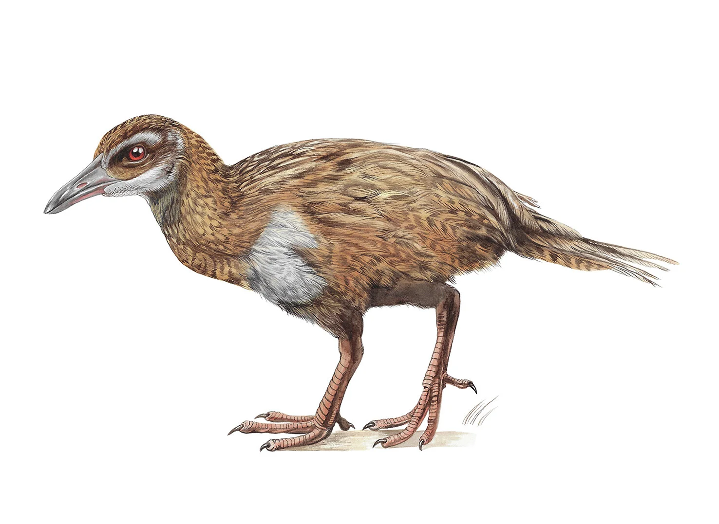 Weka Woodhen Galirallus australis TAUHOU Erin Forsyth small.jpg