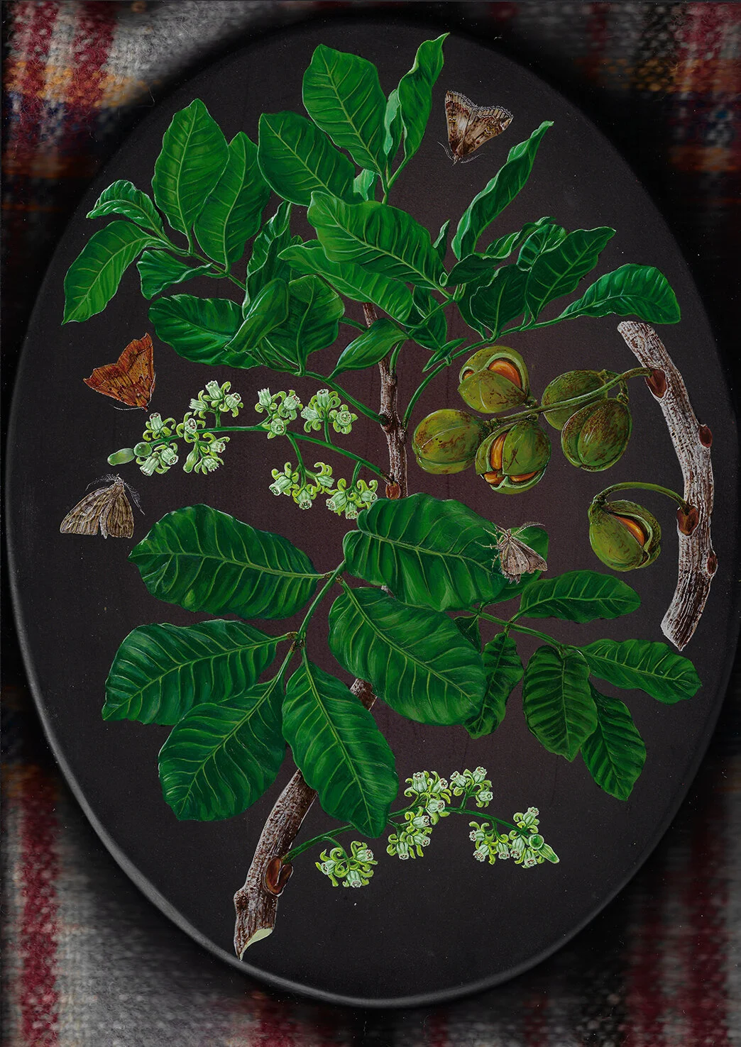 Kohekohe night visitors Erin Forsyth scan small.jpg