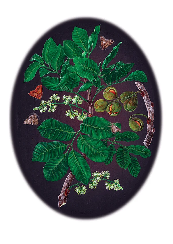 Kohekohe Dysoxylum spectabile Night Visitors acrylic on board Erin Forsyth web.jpg