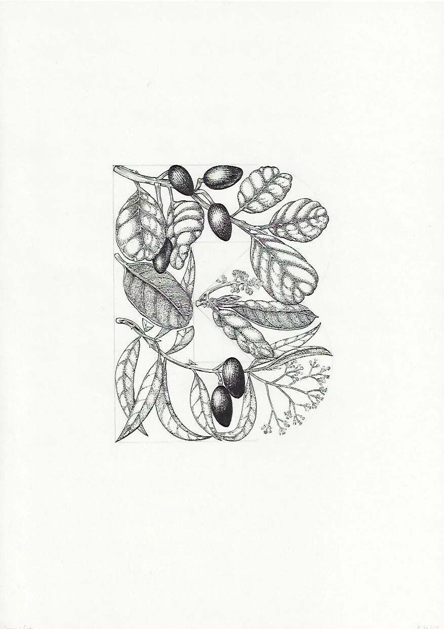 B Tawa and Taraire Beilschmieda tawa and taraire 75DPI.jpeg