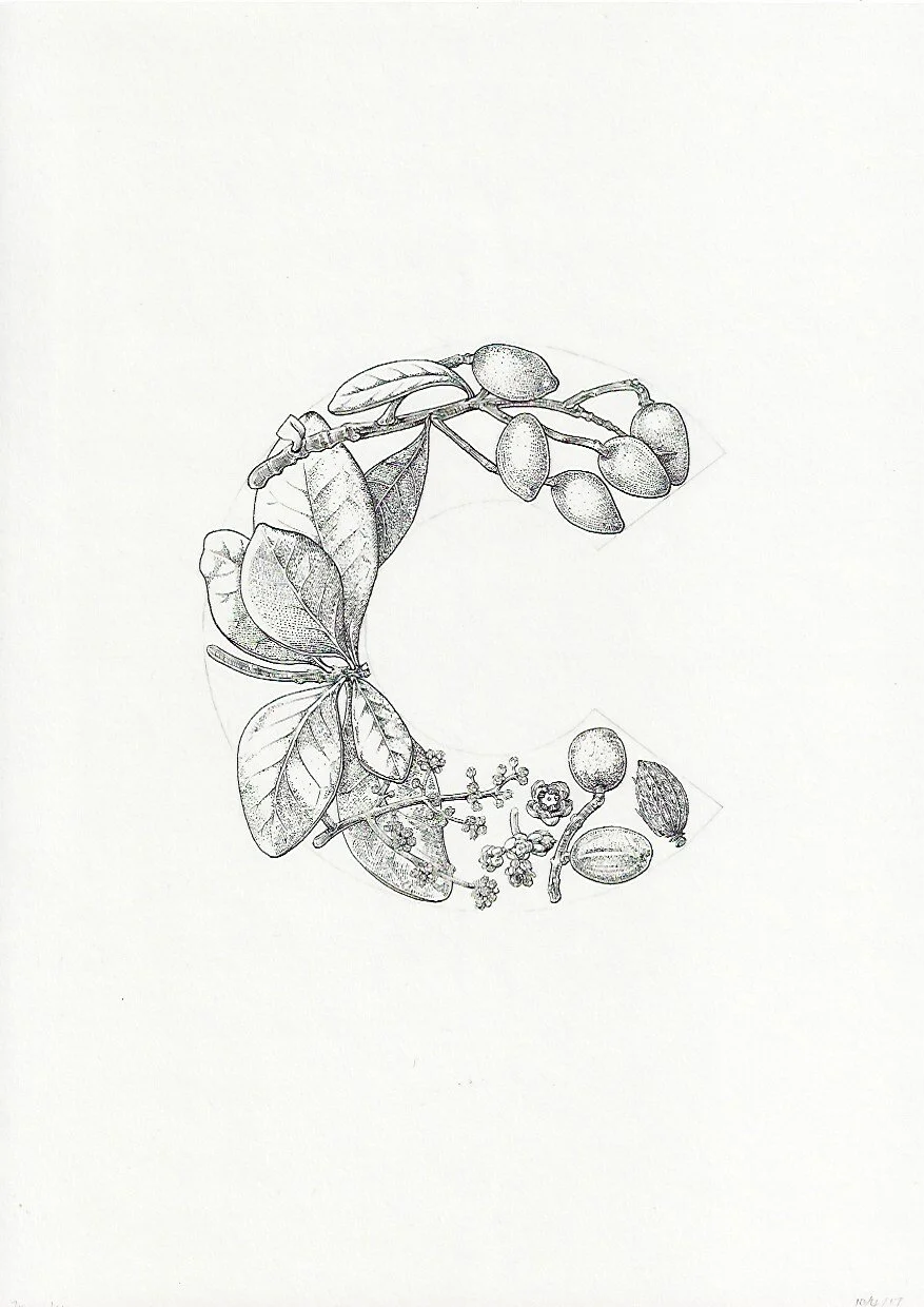 C Karaka Corynocarpus laevigatus 75DPI.jpeg