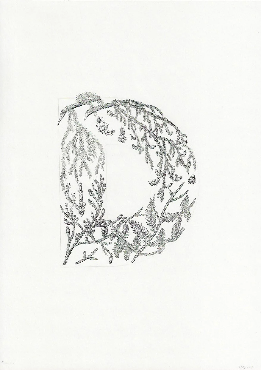 D Rimu and kahikatea Dacrydium cupressinum and Dacrycarpus dacrydioides 75DPI.jpeg