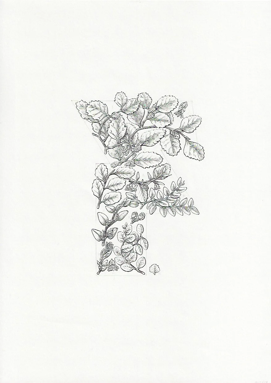 F Tawhai tawai NZ Beech Fuscospora spp 75DPI.jpeg