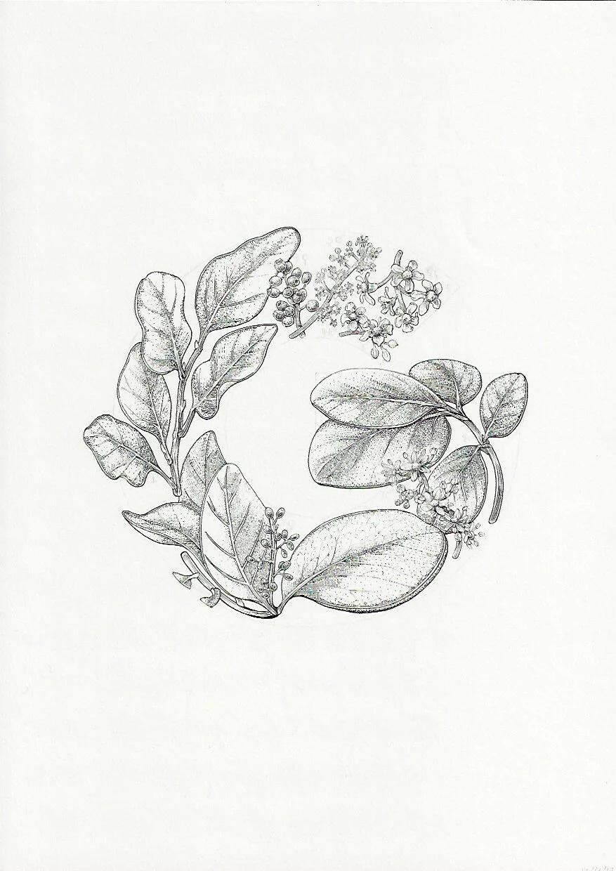 G Puka Akapuka and Papauma kapuka Griselinia littoralis and Griselinia lucida 75DPI.jpeg