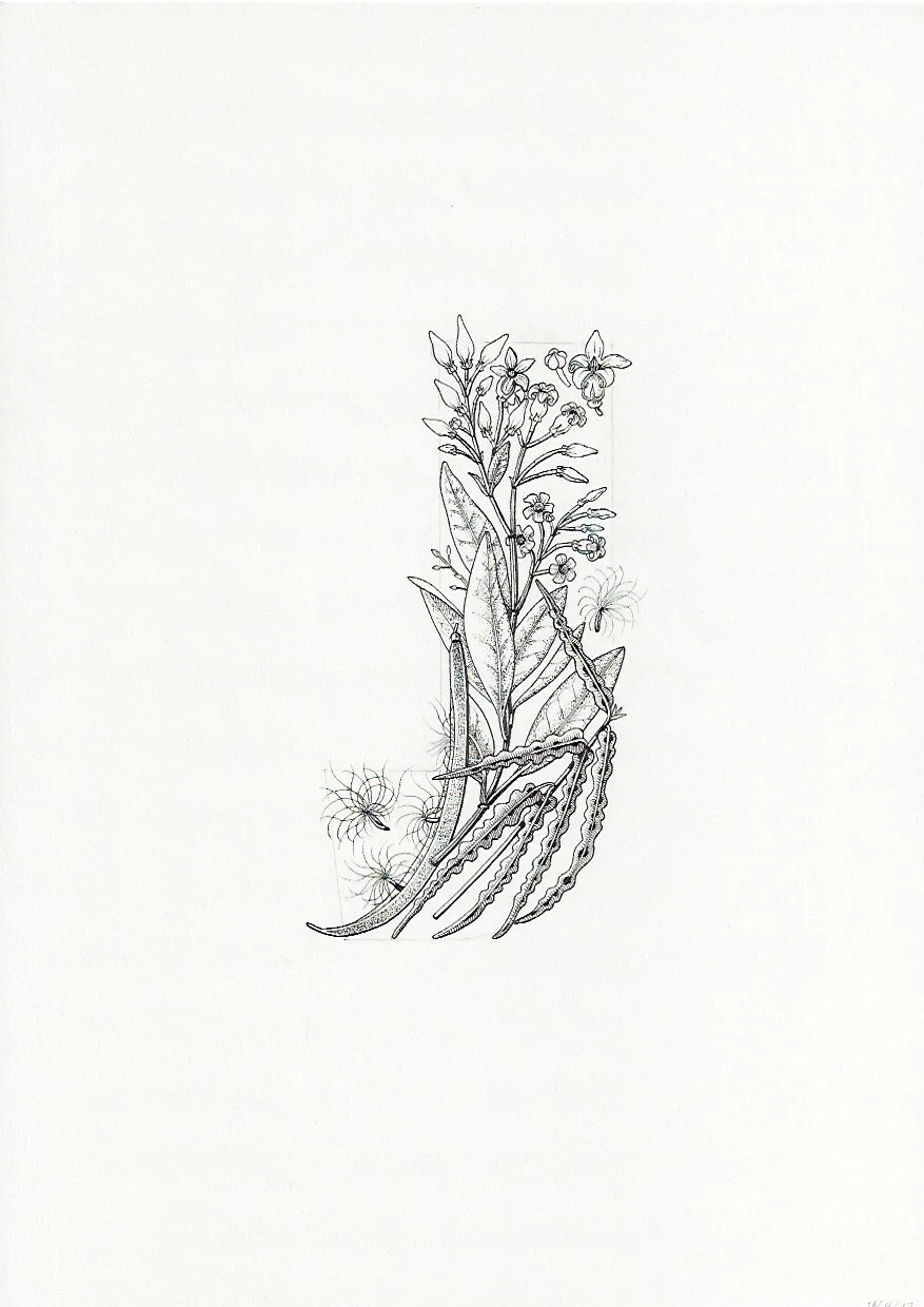 J Akakaikiore Akakiore Parsonsia capsularis 75DPI.jpeg