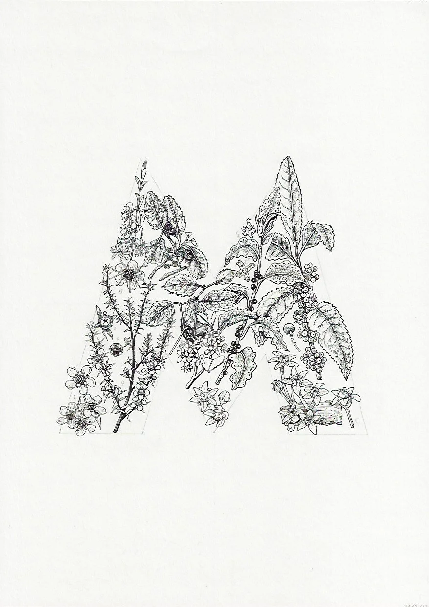 M Kanuka Mahoe Manuka and Putaputaweta Kunzea ericoides Melicytus ramiflorus Leptospermum scoparium var. scoparium Myrsine australis Carpodetus serratus 75DPI.jpeg