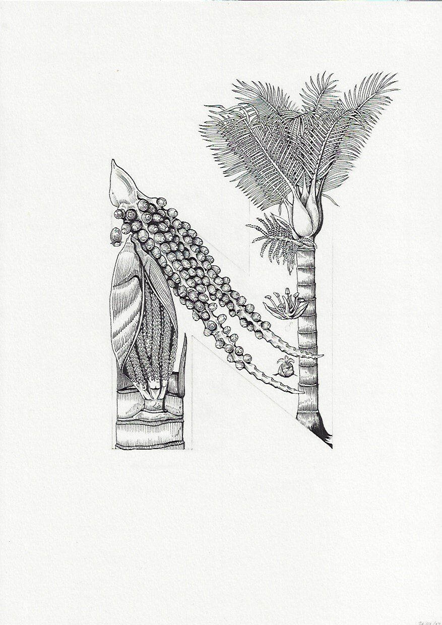 N Nikau Rhopalostylis sapida 75DPI.jpeg