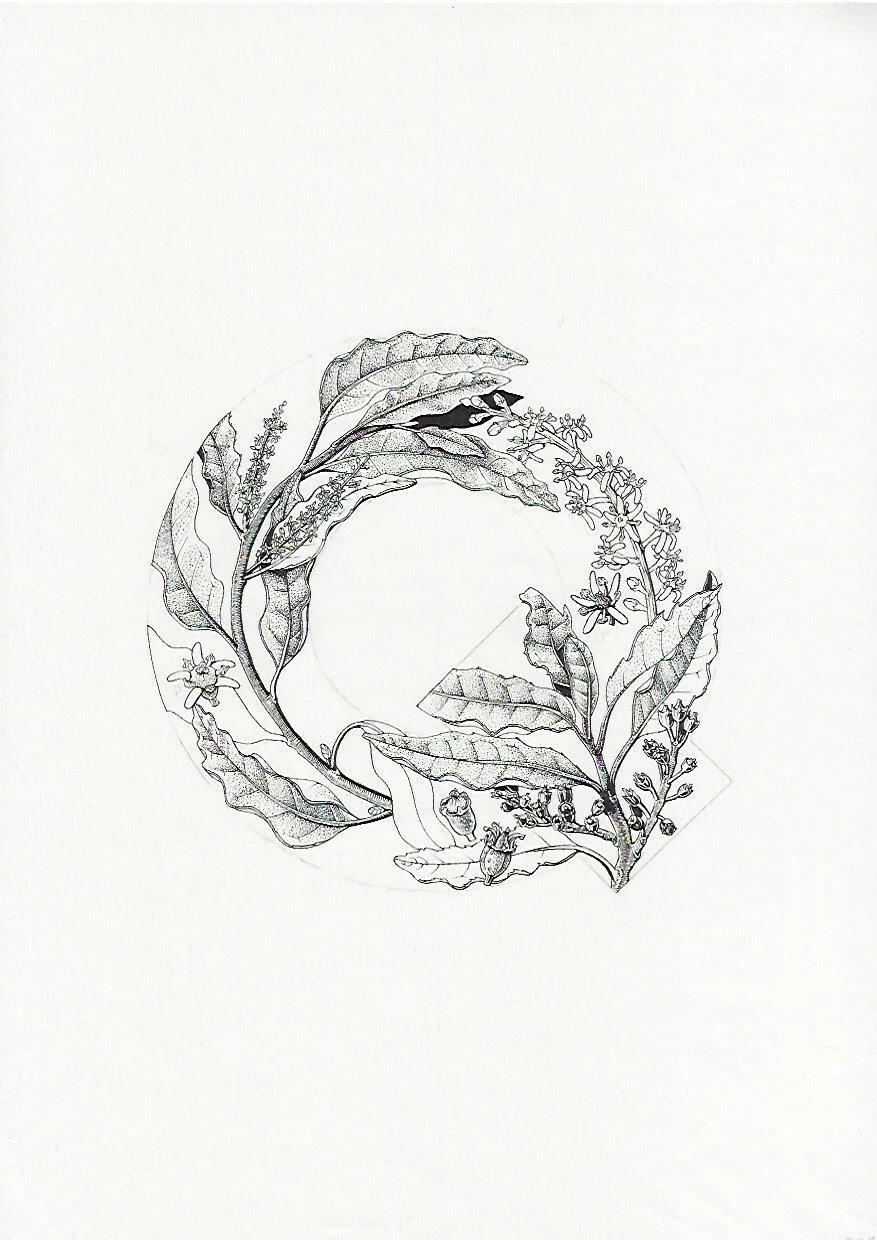 Q Tawheowheo kumarahou celery pine Qunitinia serrata 75DPI.jpeg