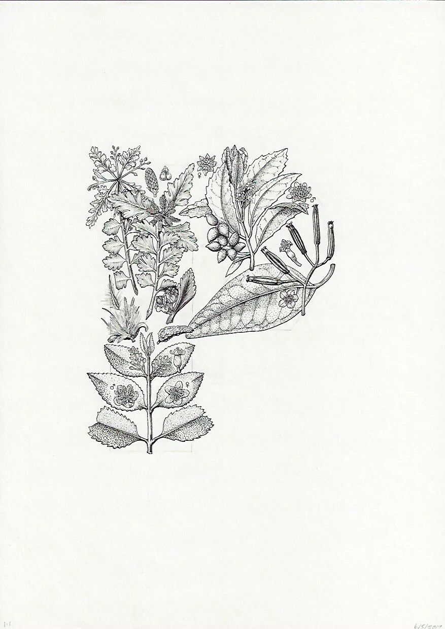 P Tanekaha Karo Toatoa Porokaiwhiri Parapara 75DPI.jpeg