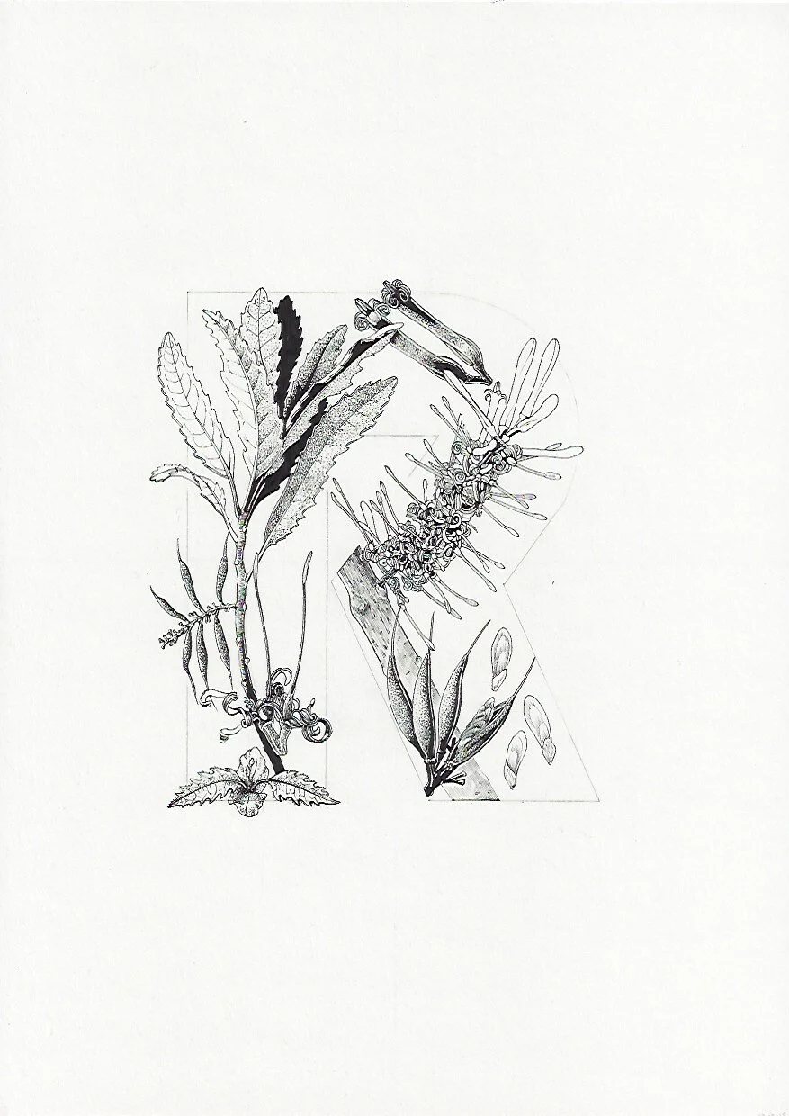 R Rewarewa NZ Honeysuckle Knightia excelsa 75DPI.jpeg