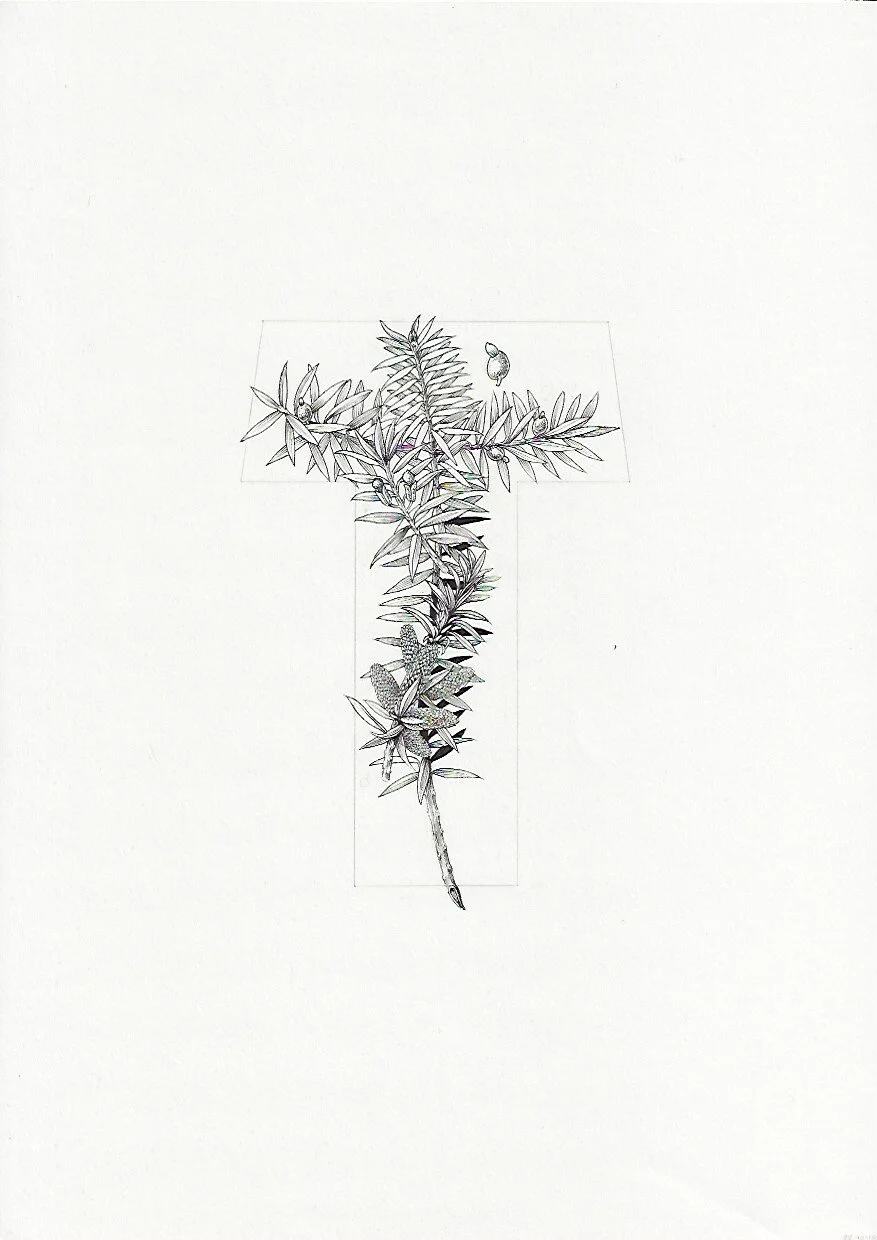 T Totara Podocarpus totara 75DPI.jpeg