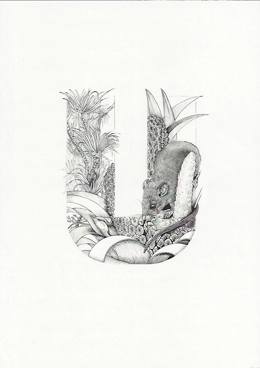 U Ureure Kiekie Freycinetia banskii 75DPI.jpeg