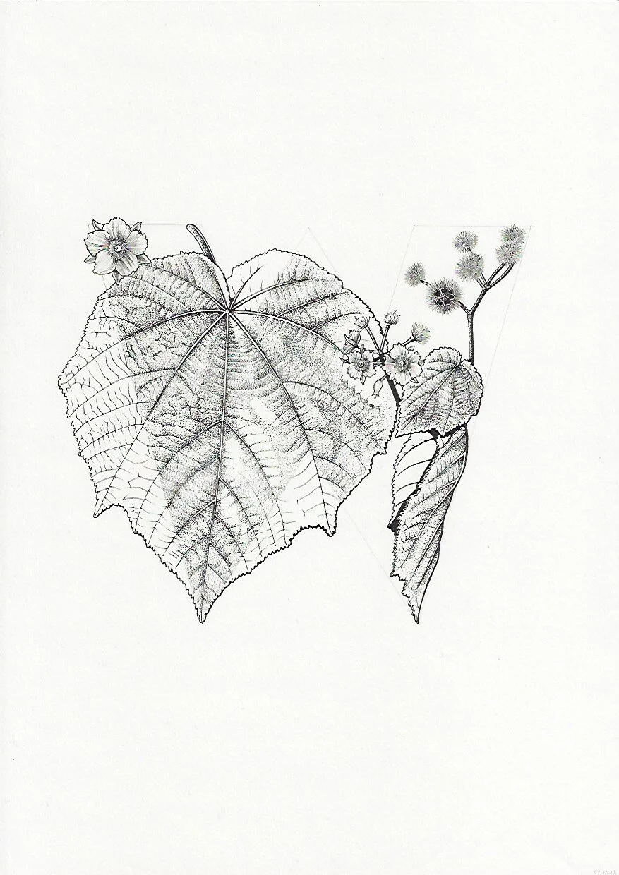 W NEW Whau Entelea arborescens 75DPI.jpeg