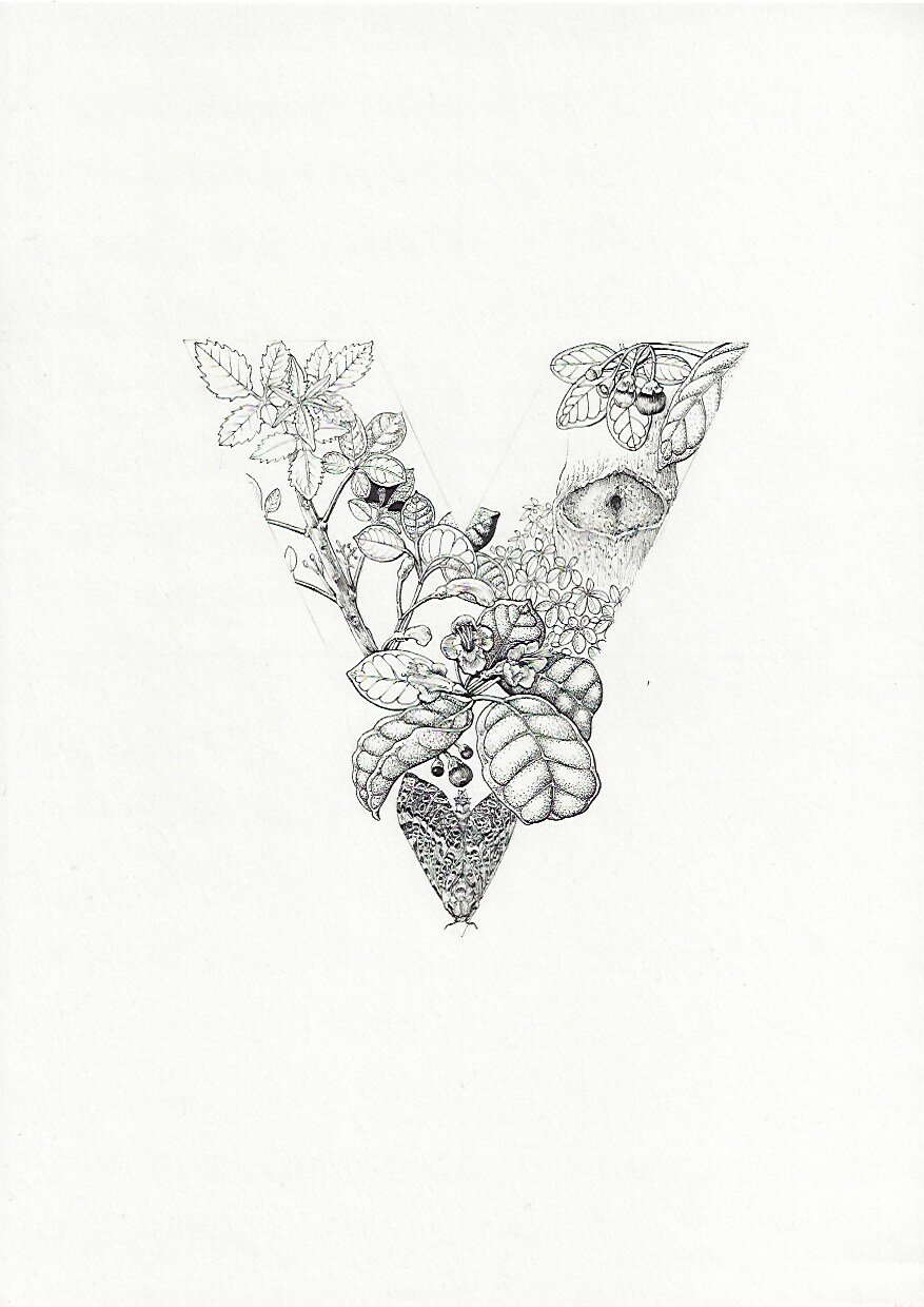 V Puriri Vitex lucens 75DPI.jpeg