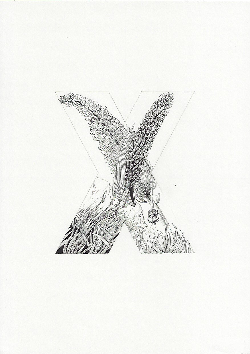 X Raupo Taranga Poor Knights lily Xeronema callistemon 75DPI.jpeg