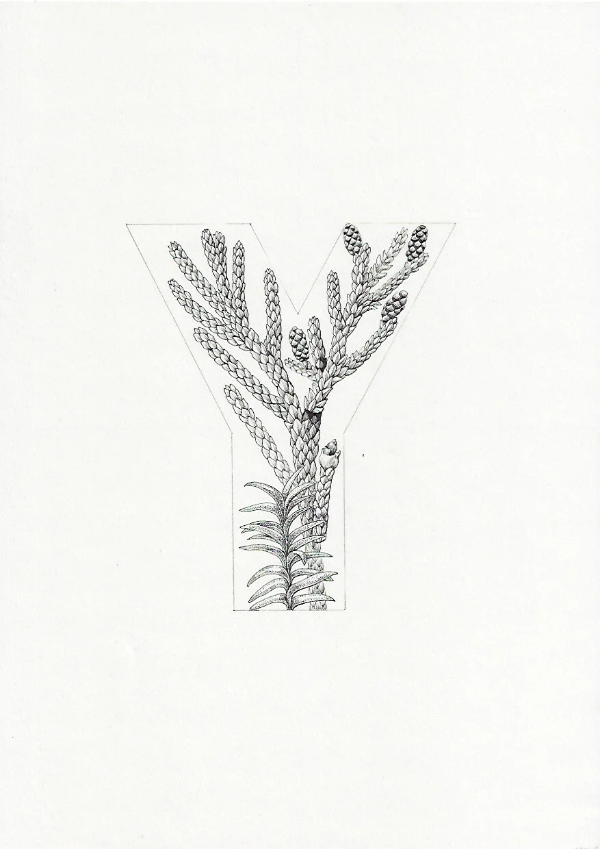 Y Yellow silver pine Lepidothamnus intermedius 75DPI.jpeg