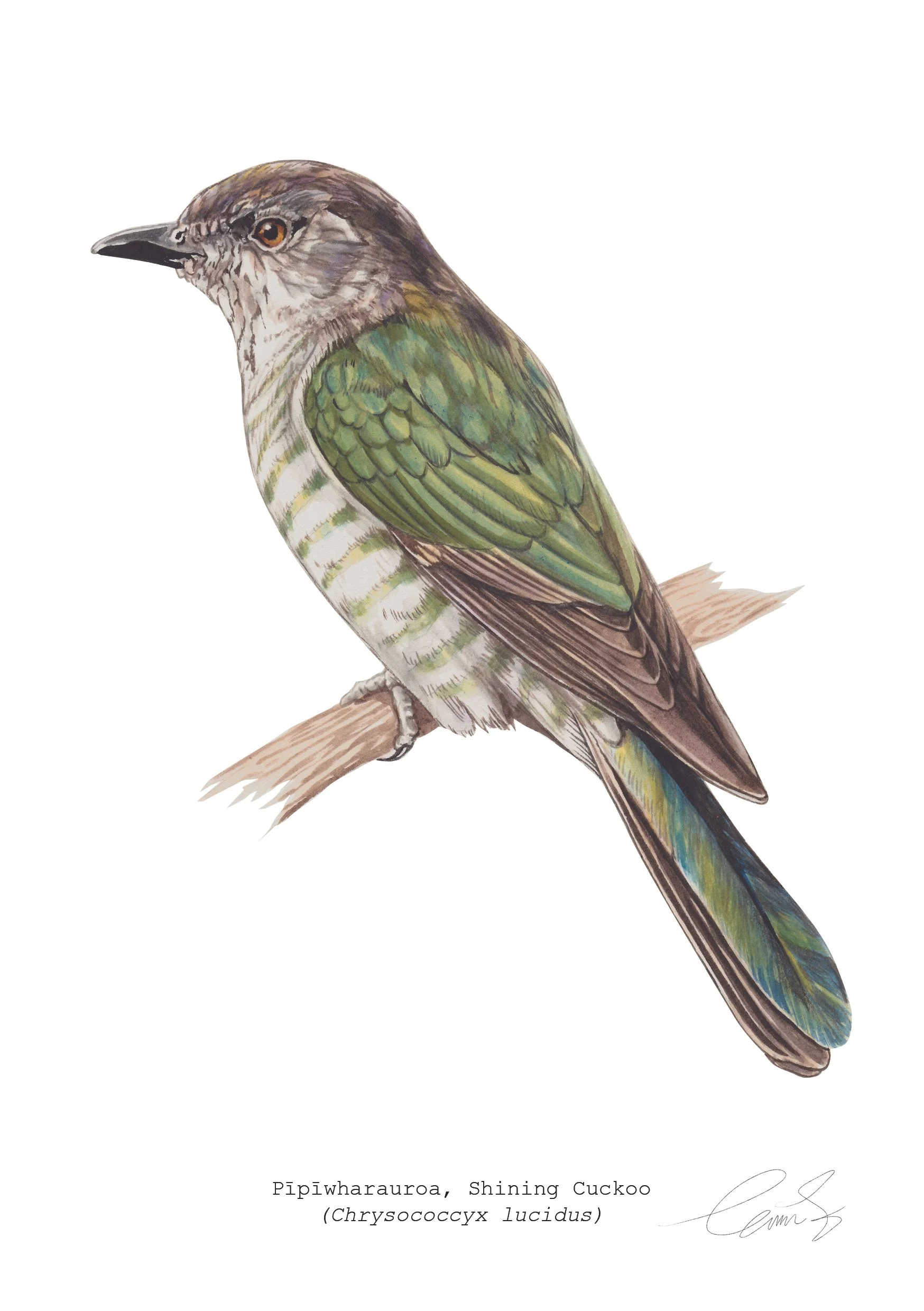 Pīpīwharauroa, Shining Cuckoo  (Chrysococcyx lucidus) Erin Forsyth.jpg