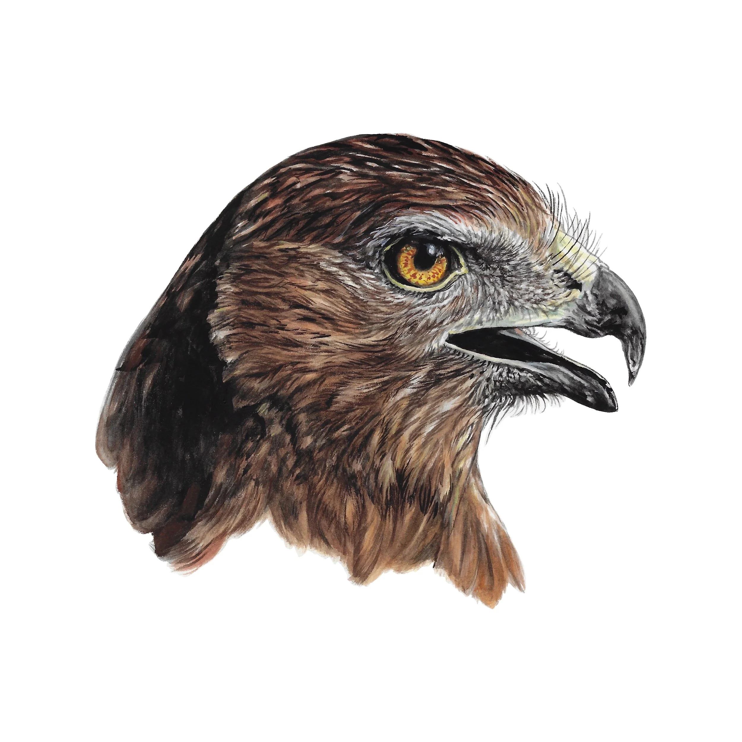 Kahu head only copy.jpg