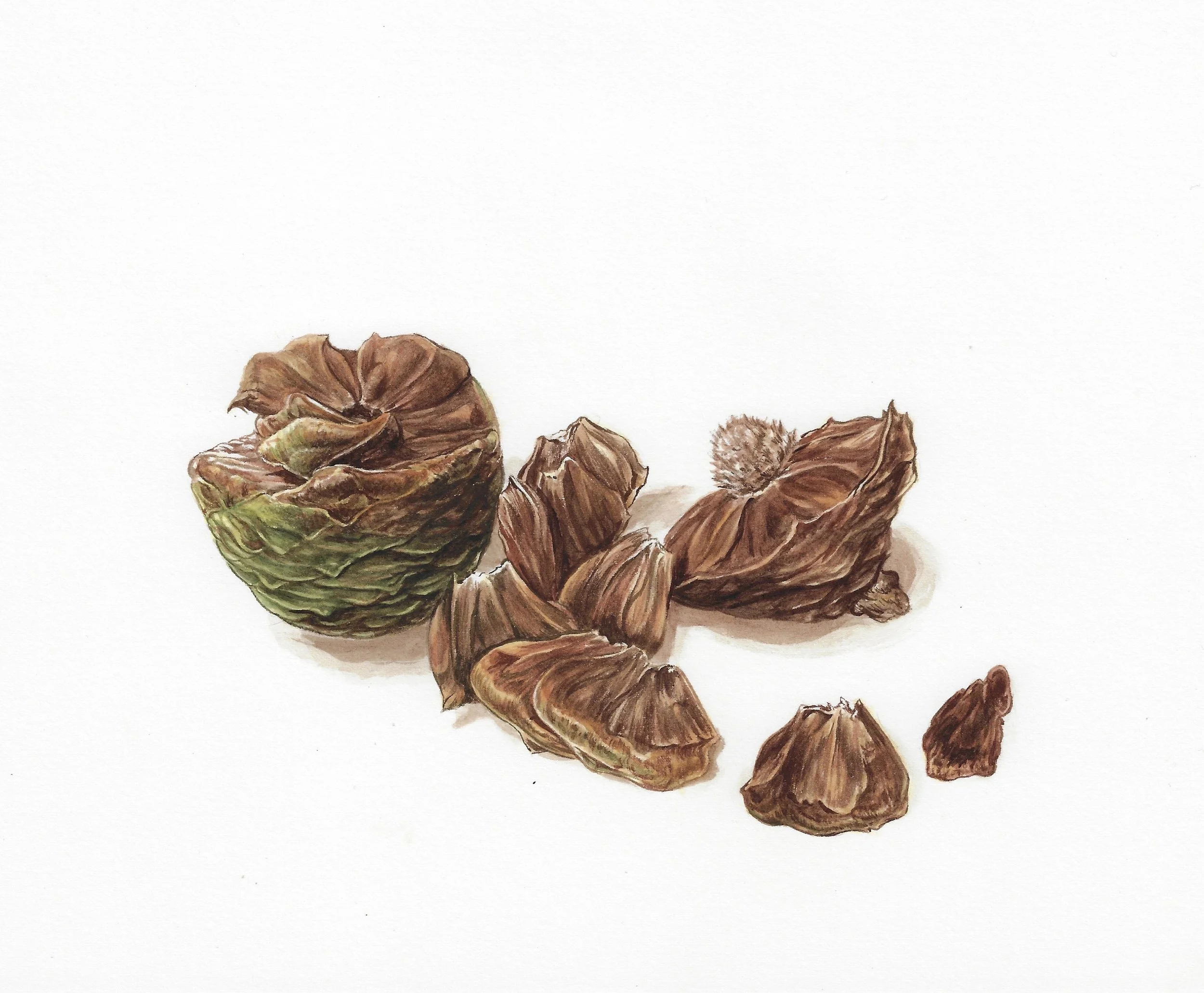 kauri female seed cone Erin Forsyth.jpeg