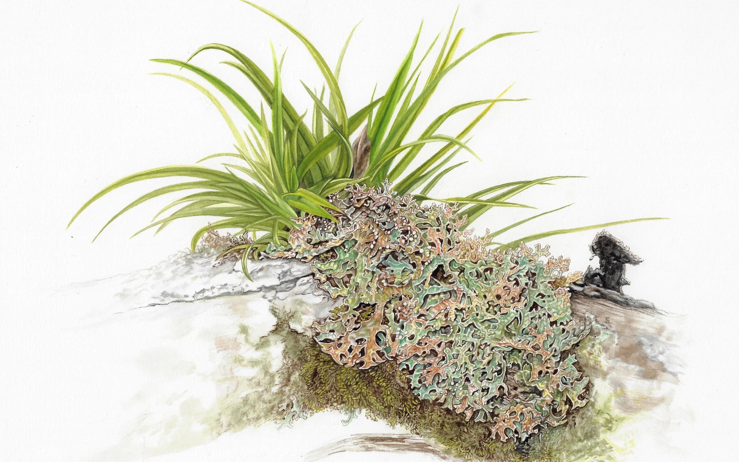 Forsyth Seaweed lichen and perching lily crop.jpg