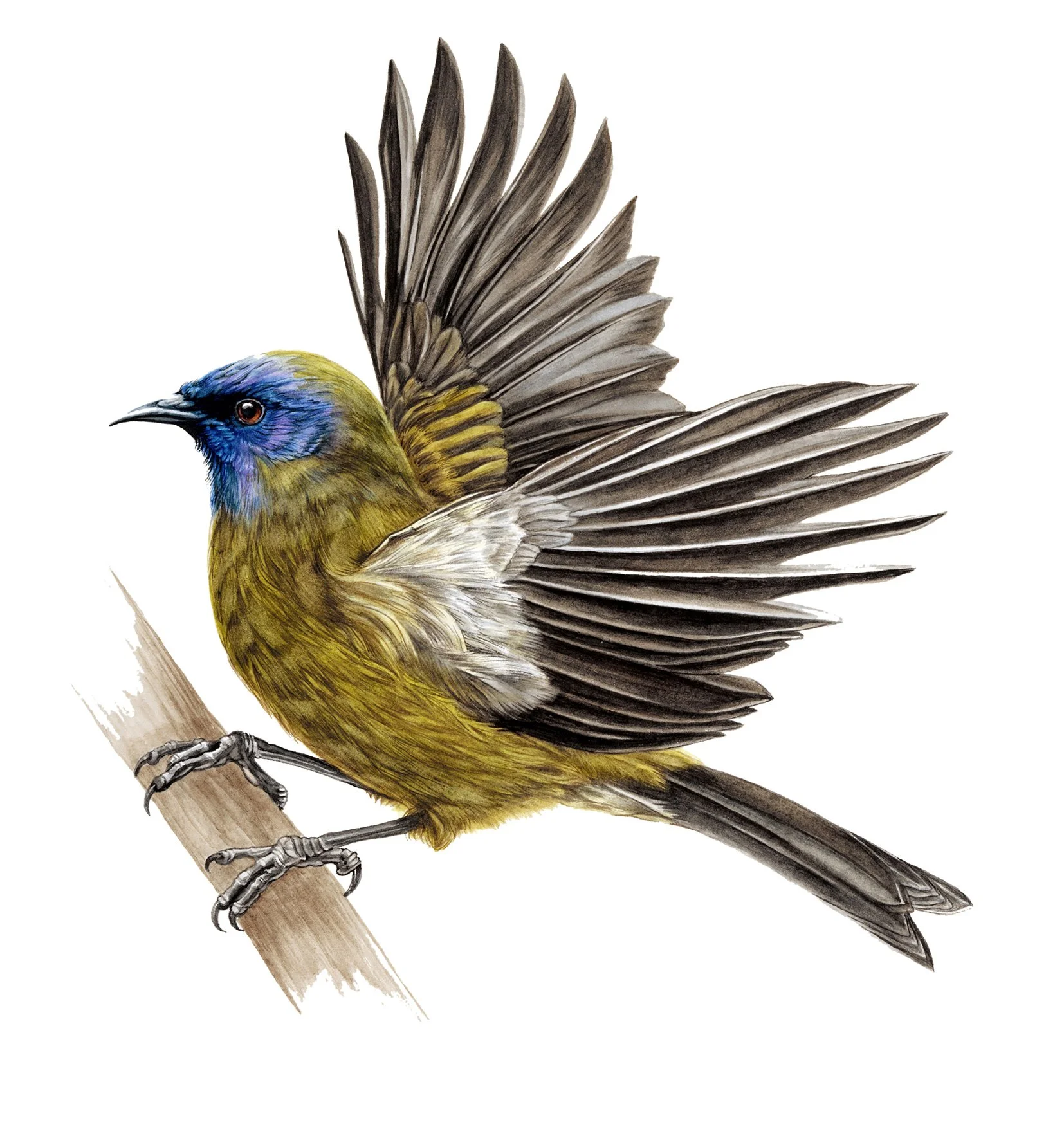 Korimako Bellbird Anthornis melanura Erin Forsyth 200dpi.jpg