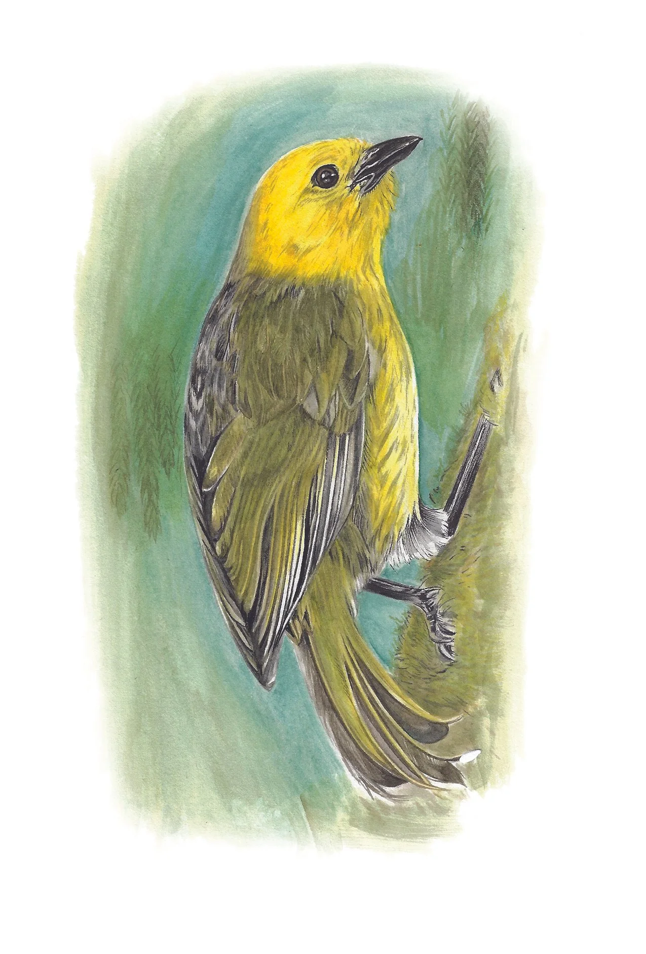 Mohua Yellowhead Mohoua ochrocephala on moss 300DPI.jpg