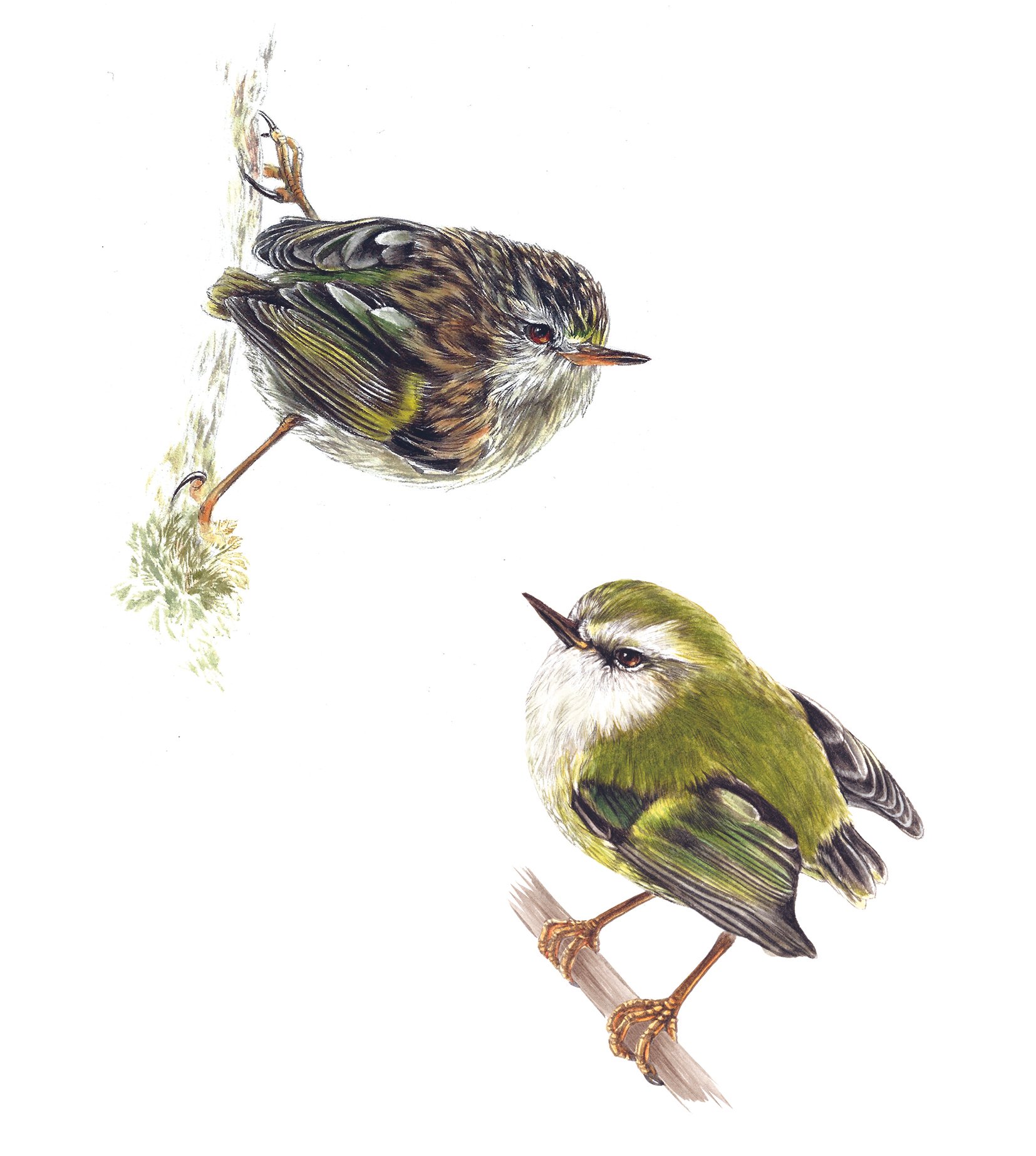 Titipounamu Erin Forsyth.jpg